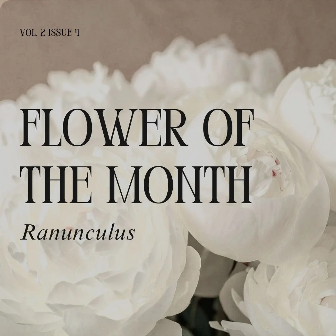 The Ranunculus Reminder: Bloom in Layers