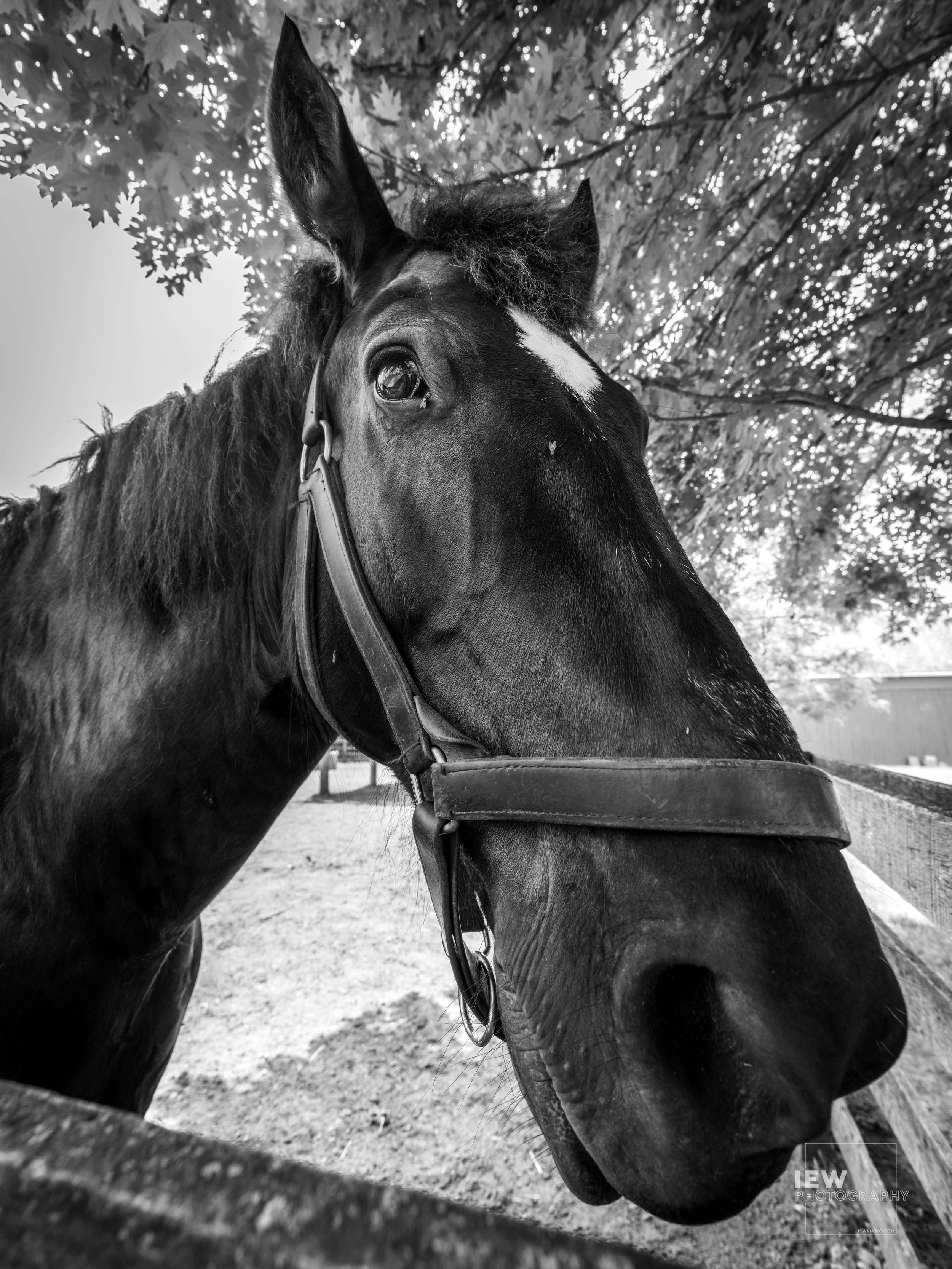 Long Face