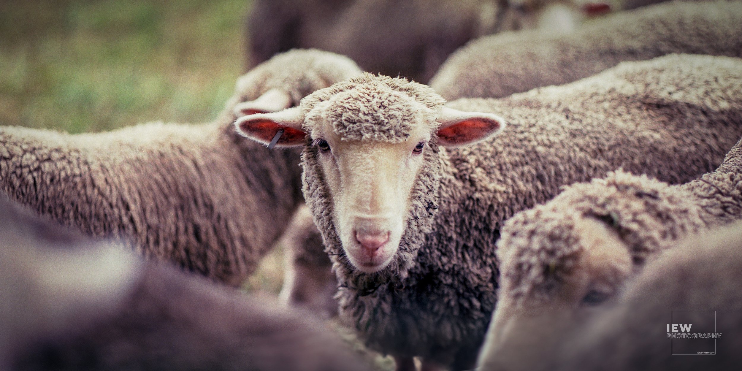 Stand Out in the Crowd