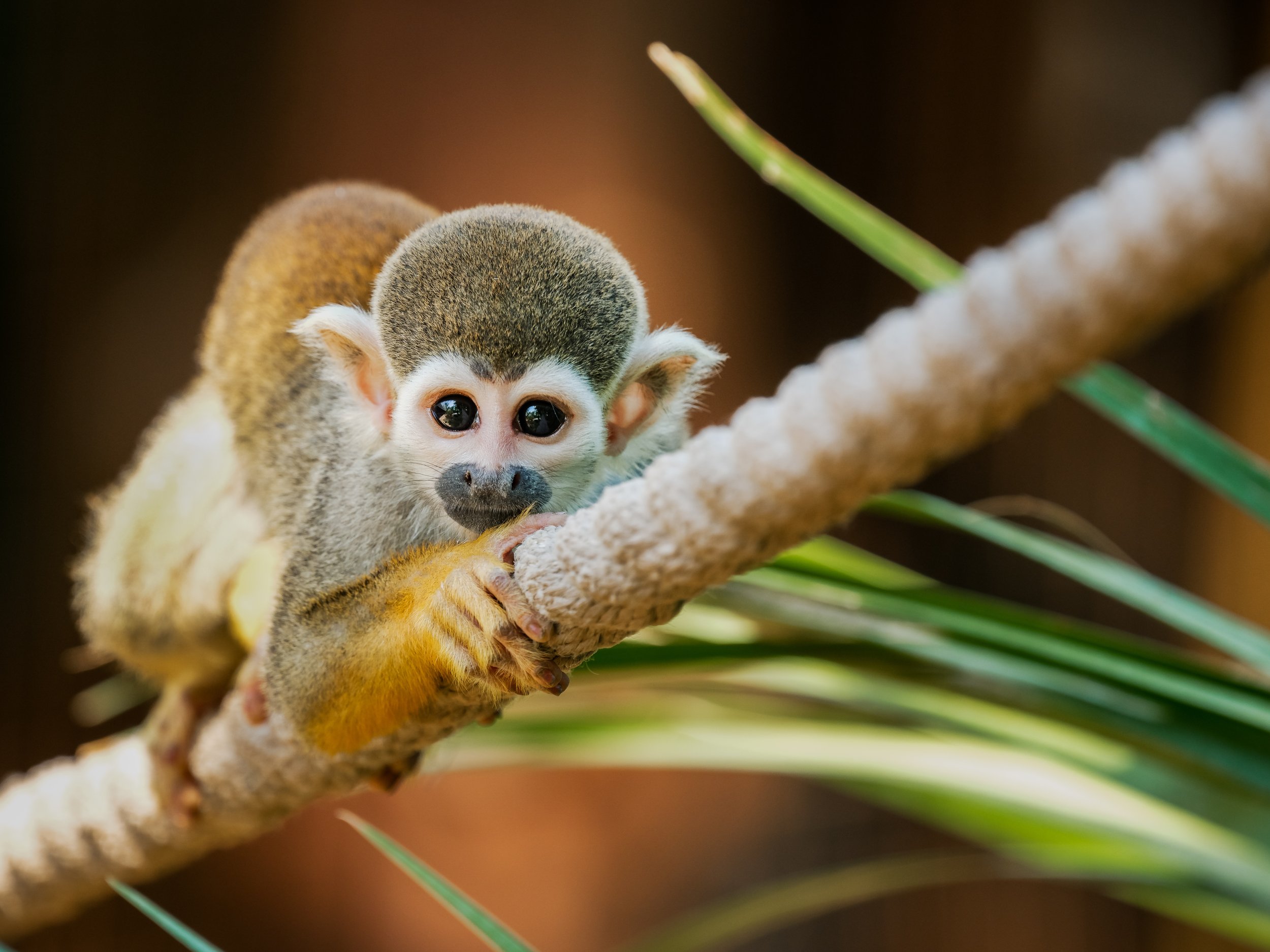 Shy Squirrel Monkey