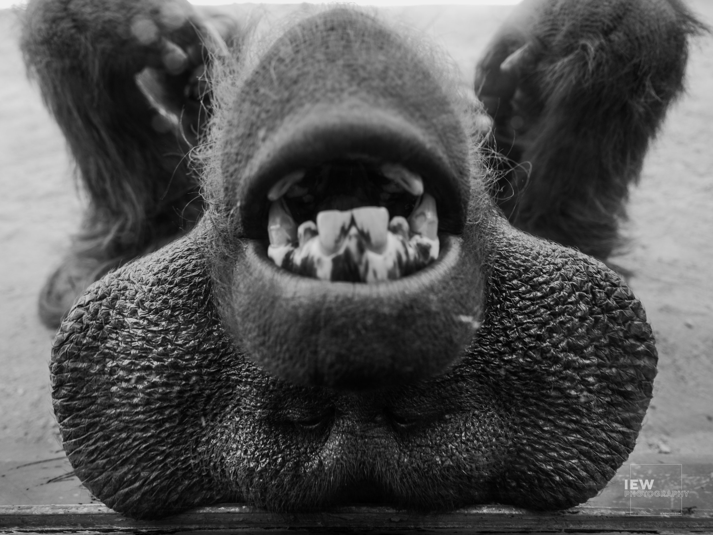 Say "Ahhh"