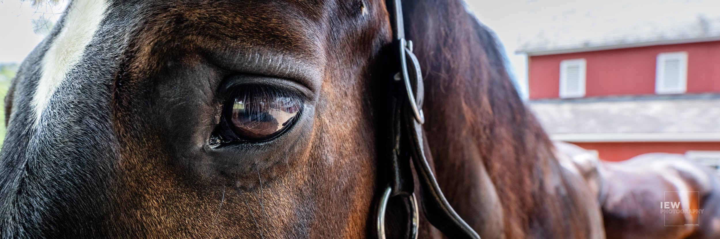 Horse Eye Panorama