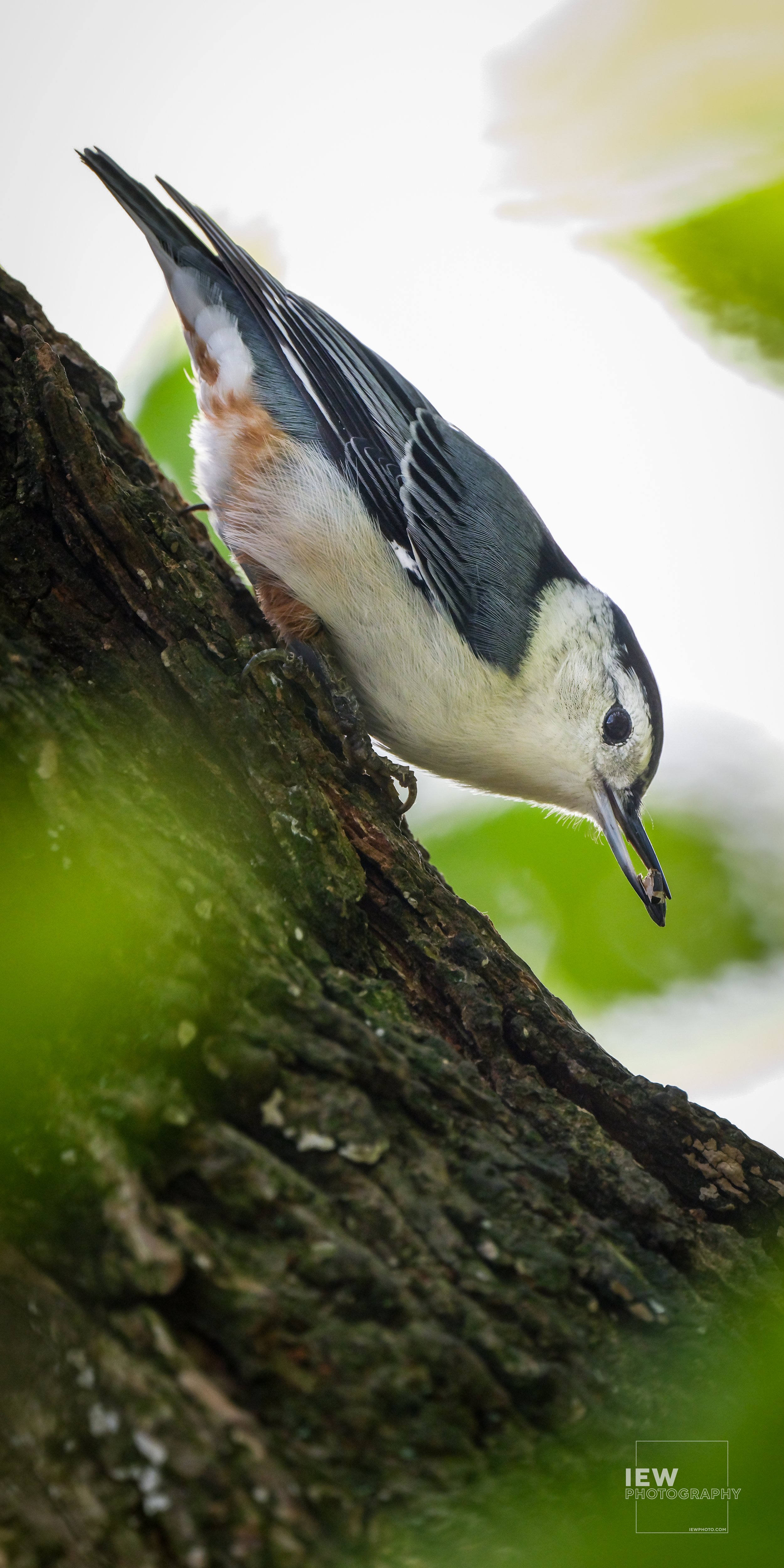 NON-SALE_WILDLIFE_16.jpg