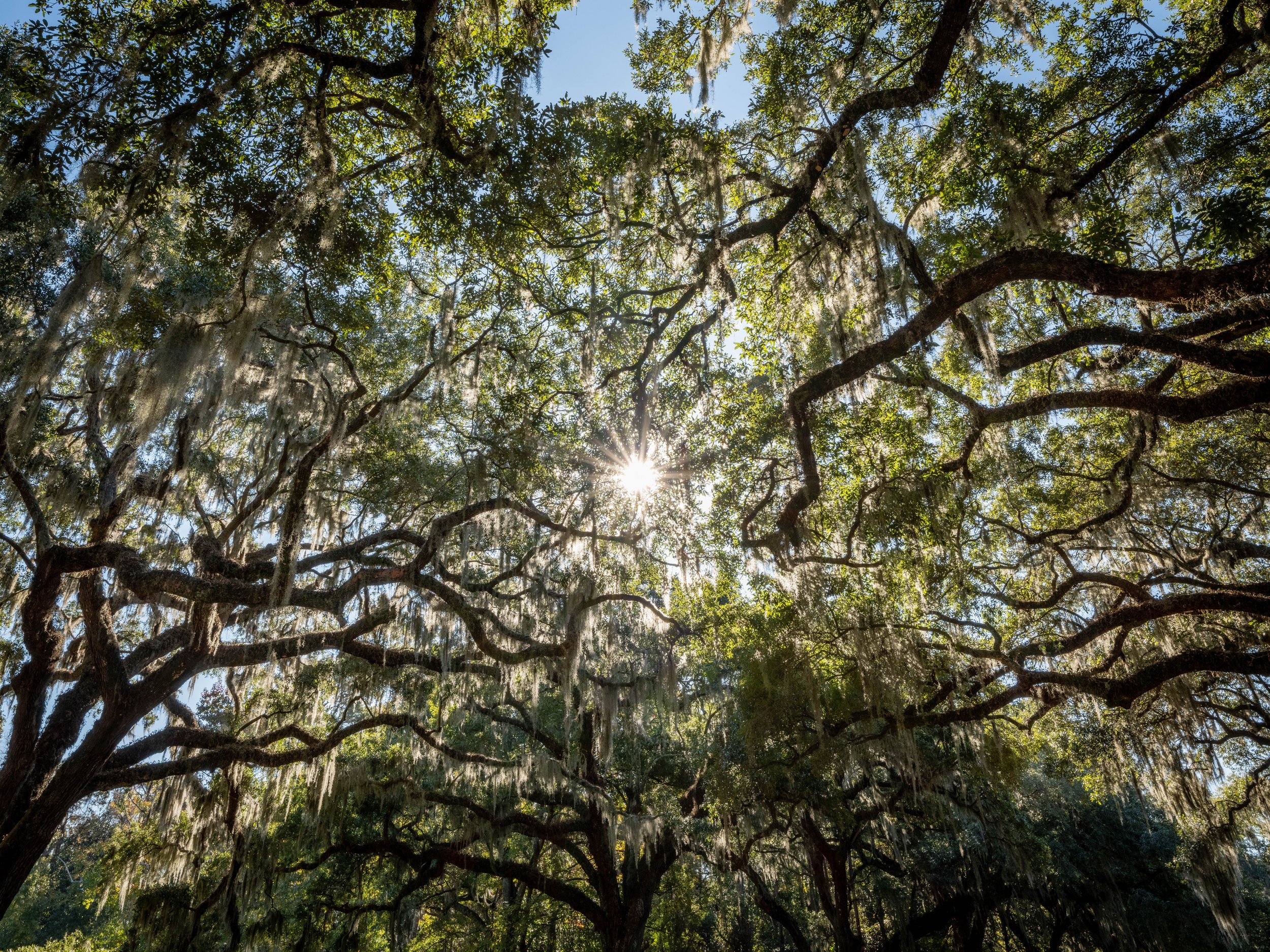 Live Oak Canopy