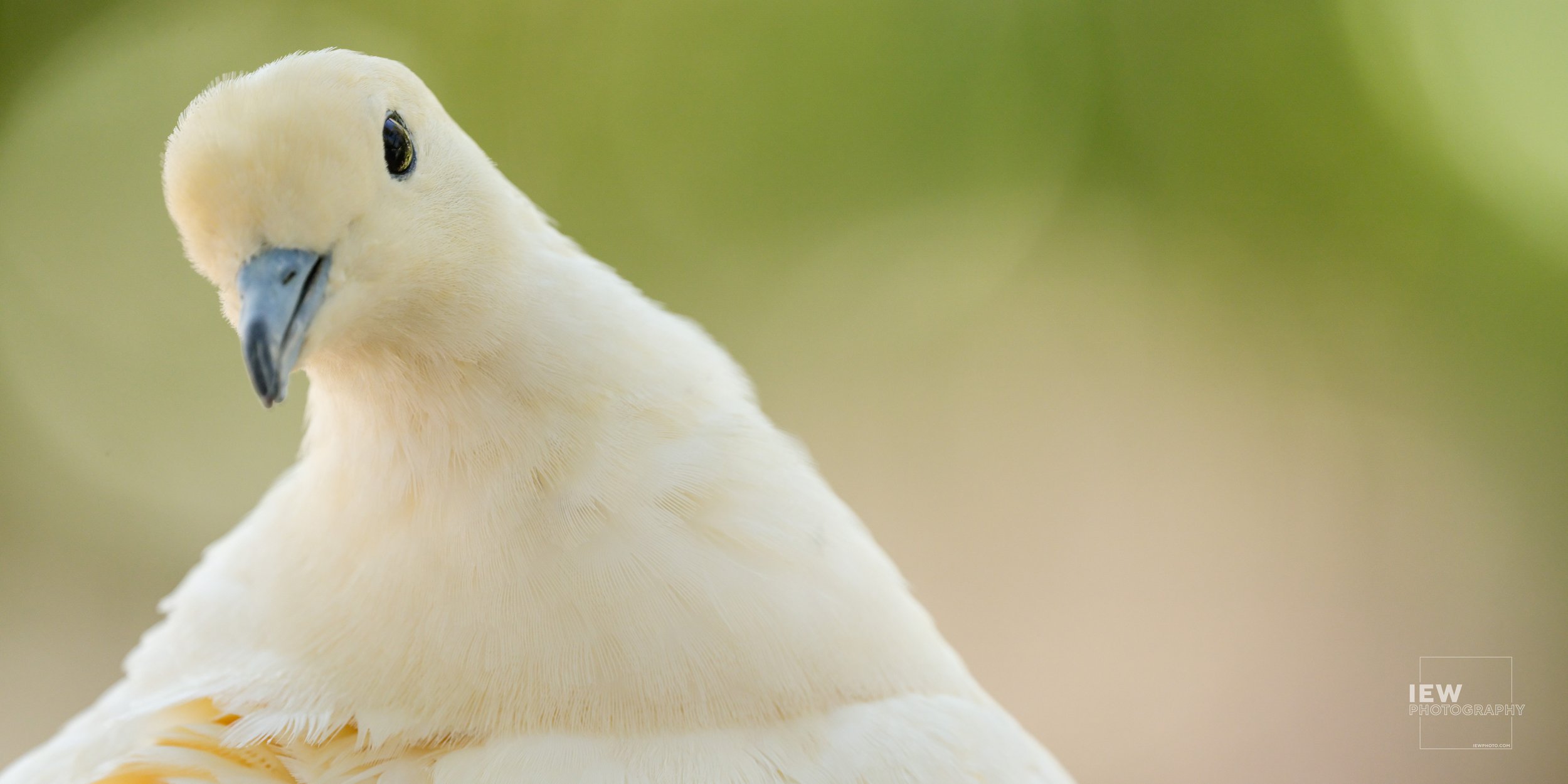 NON-SALE_WILDLIFE_14.jpg