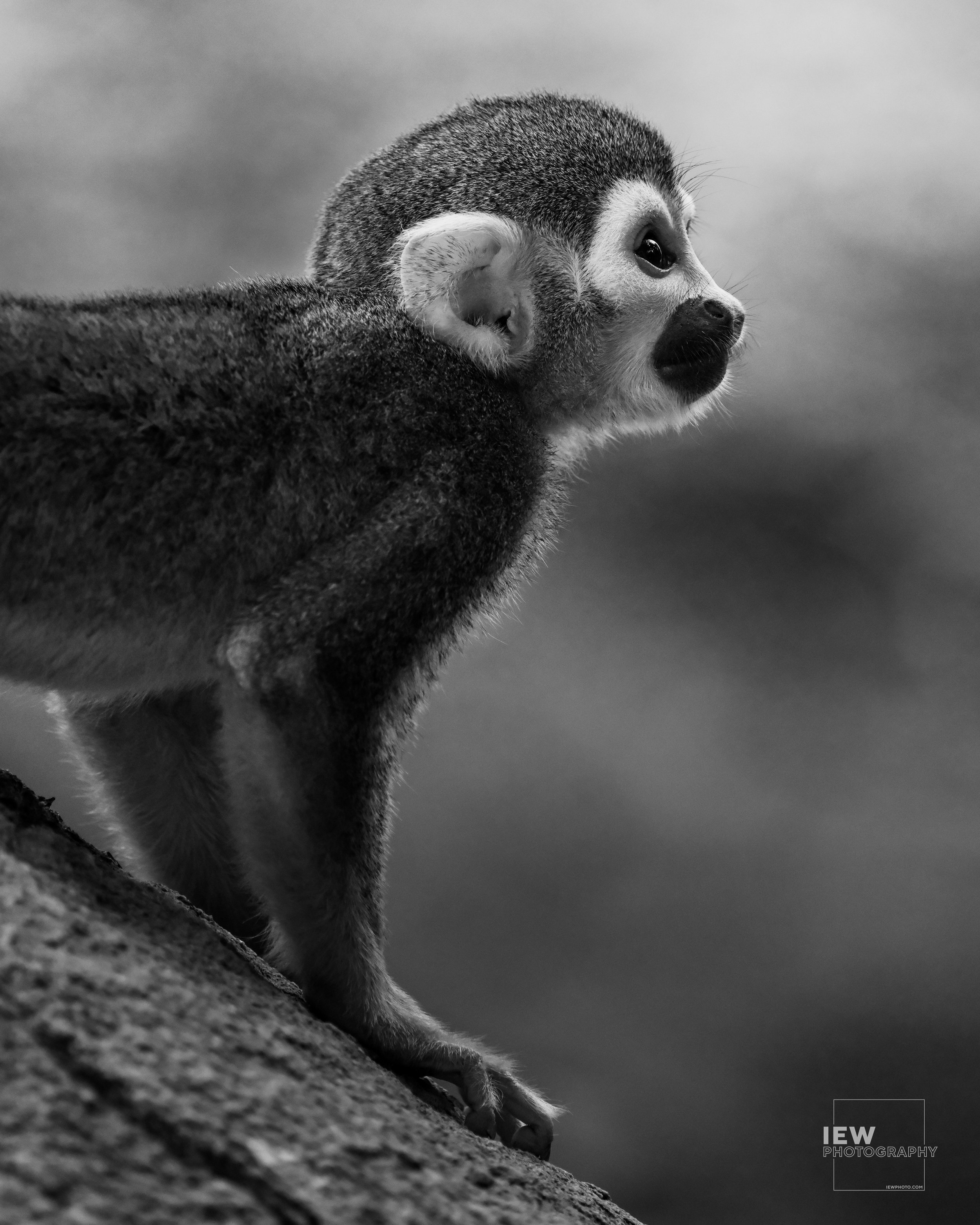 NON-SALE_WILDLIFE_8.jpg