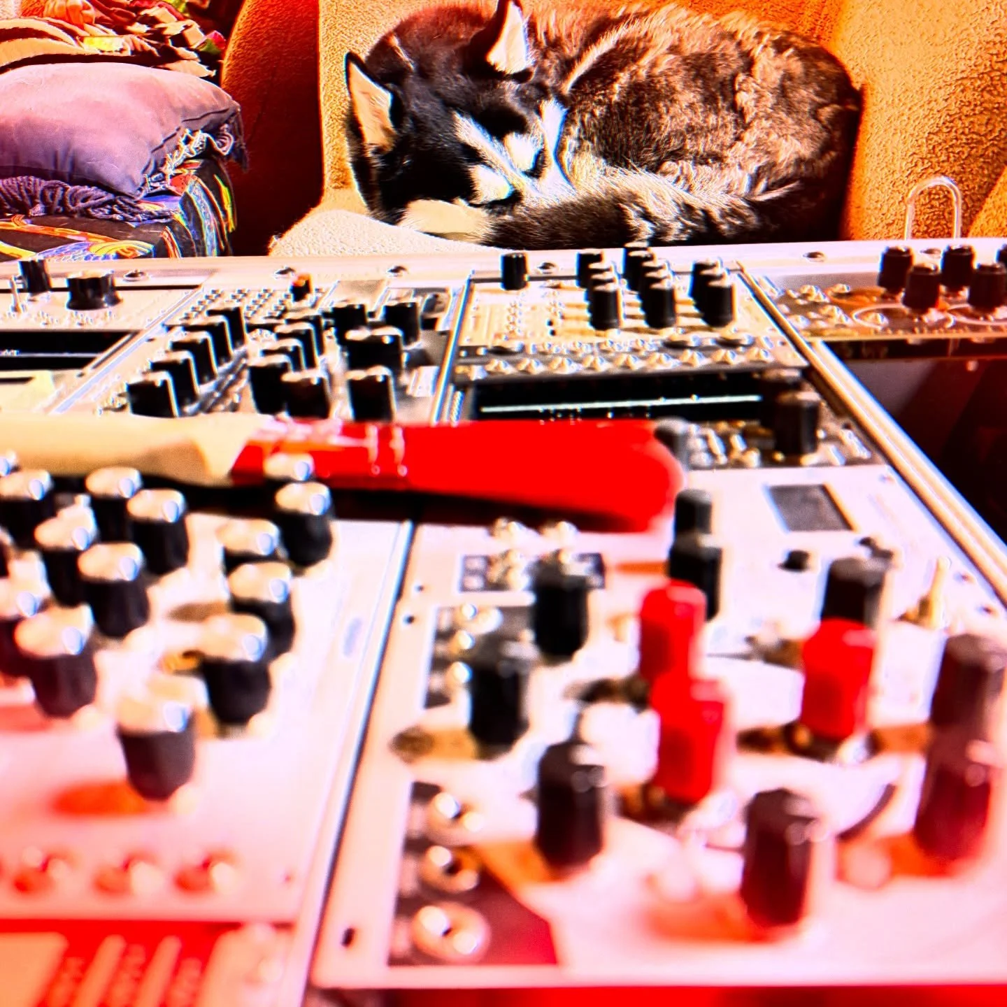 Lazy Studio Assistant #eurorack #modularsynth #eurorackmodular #husky #huskyswirl #dj #huskyofinstagram #musicproducer #remix