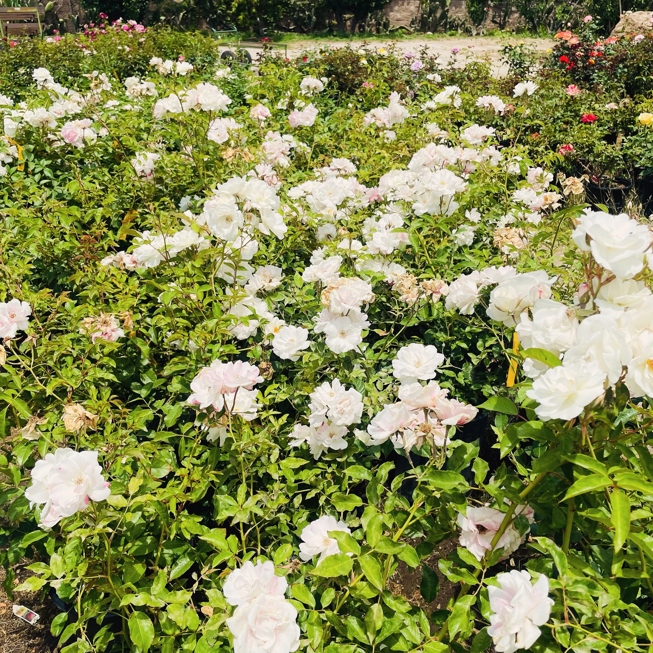 White Roses from Nursery.JPG