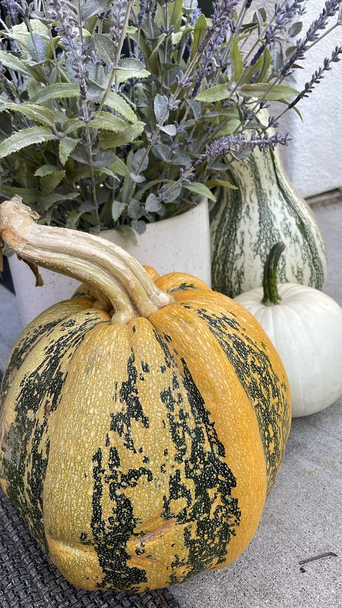 Orange Pumpkin Lavendar.jpeg