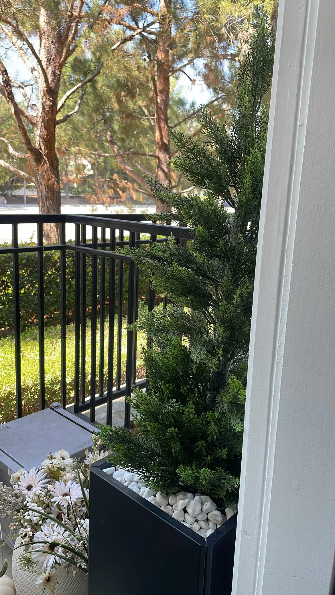 Cedar Tree Hose.jpeg