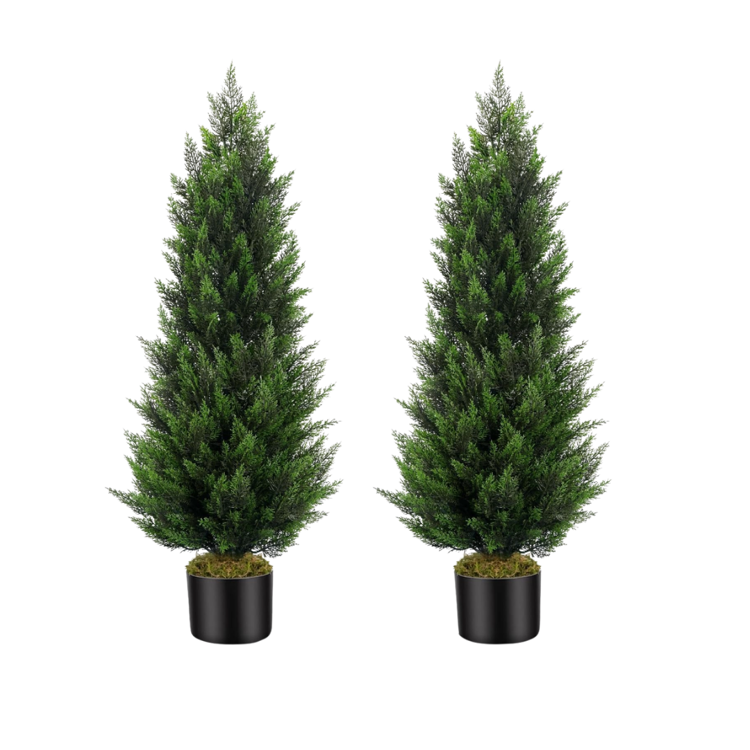 Cedar Trees