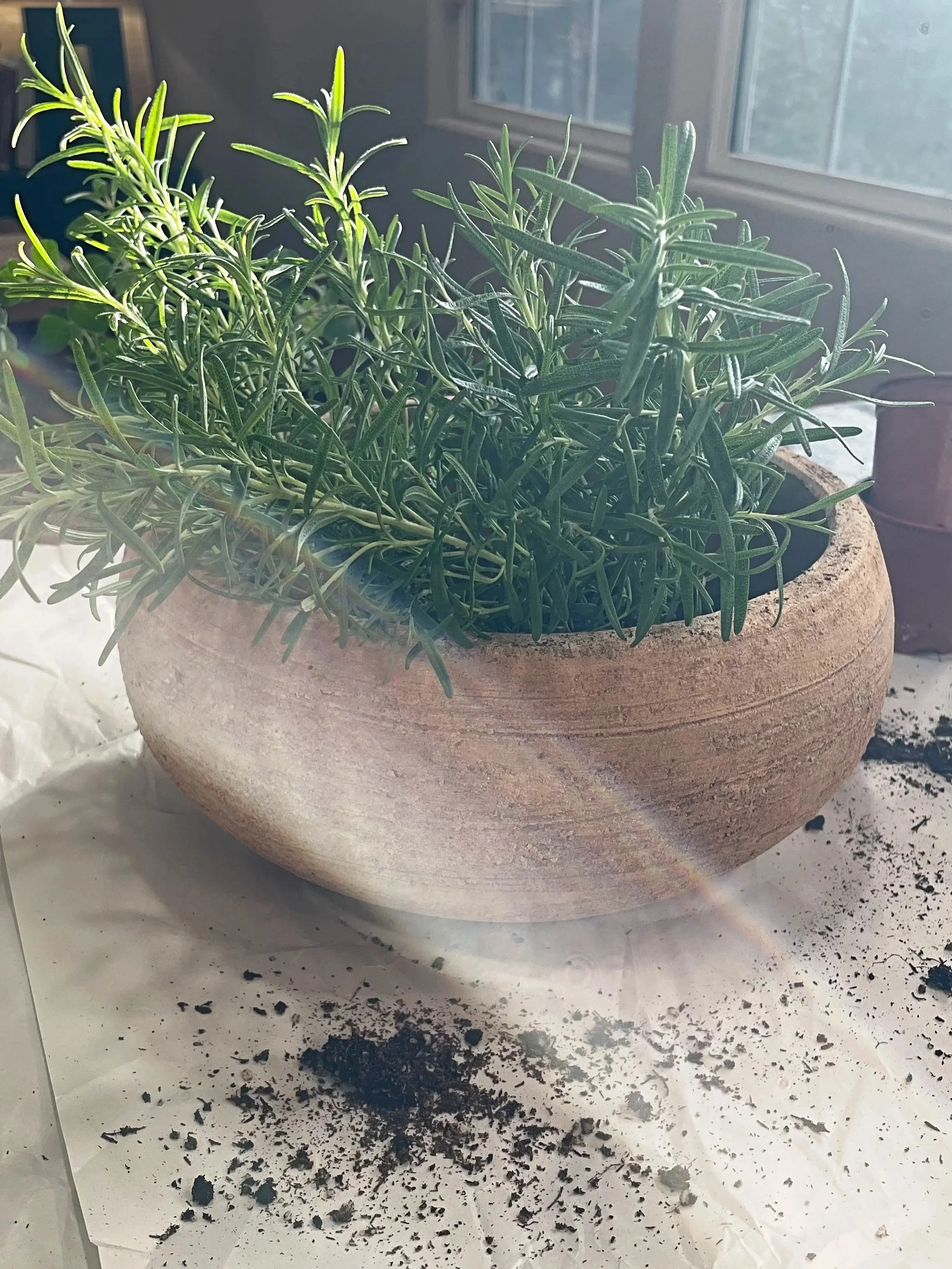 Indoor herb garden with rosemary, oregano, sage, and thyme growing in a rustic clay planter on a sunlit kitchen counter.