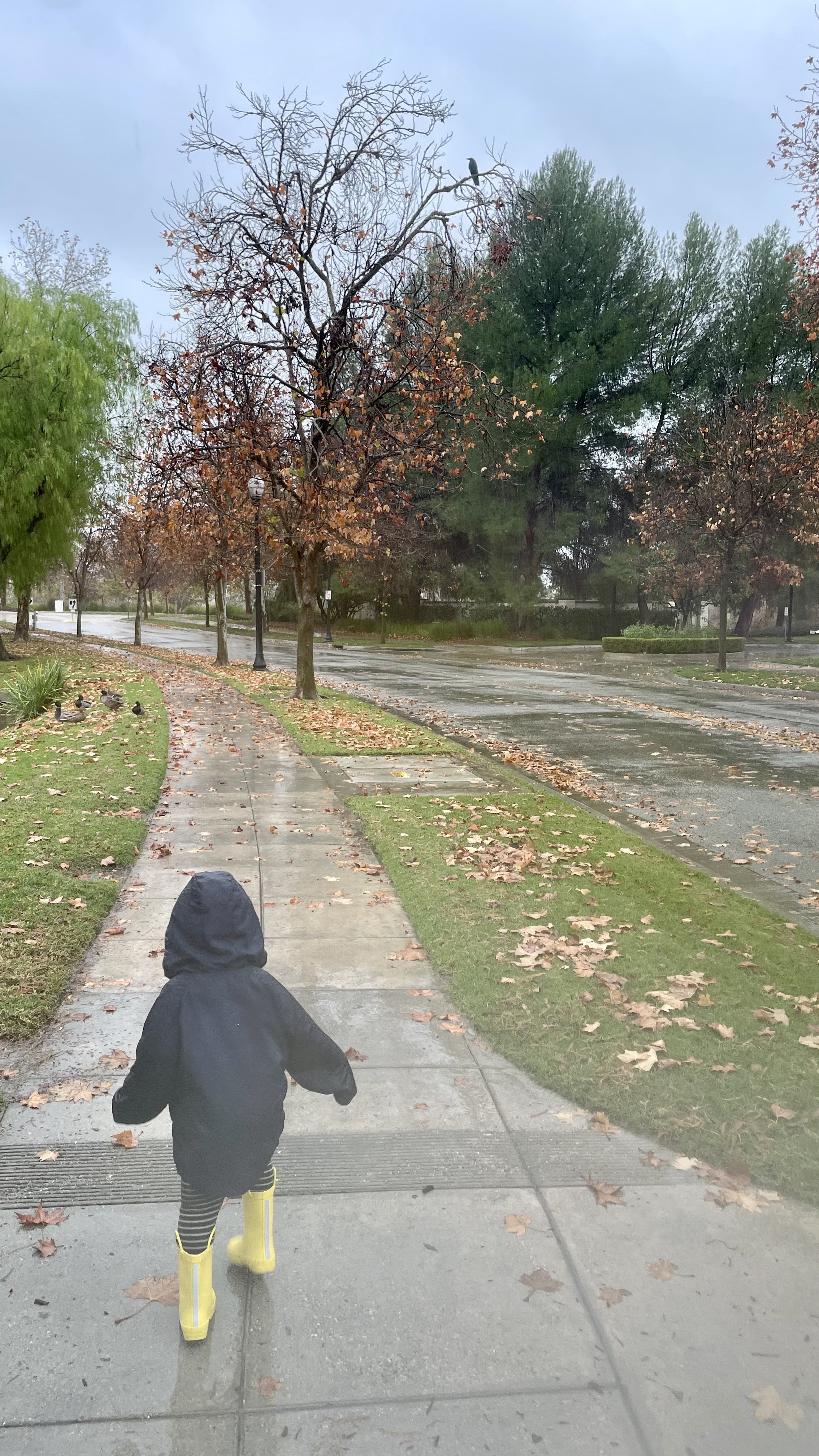 Fall leaves on a rainy day in southern california where a crow is perched on a tree