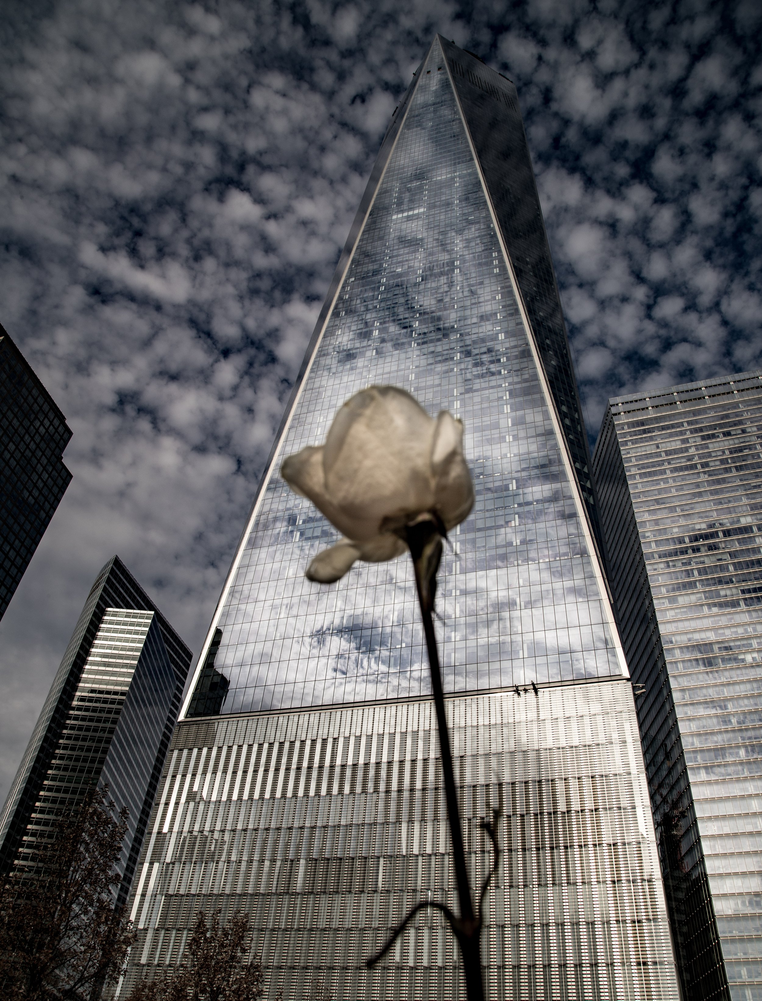 Photo of a rose in front of the Freedom Tower in NY