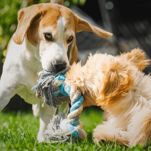 The Text Tug of War: How Courts Are Splitting on the TCPA