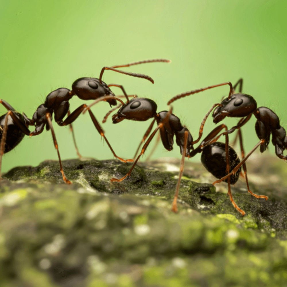 Fifth Circuit Exterminates Written Consent for Prerecorded Calls