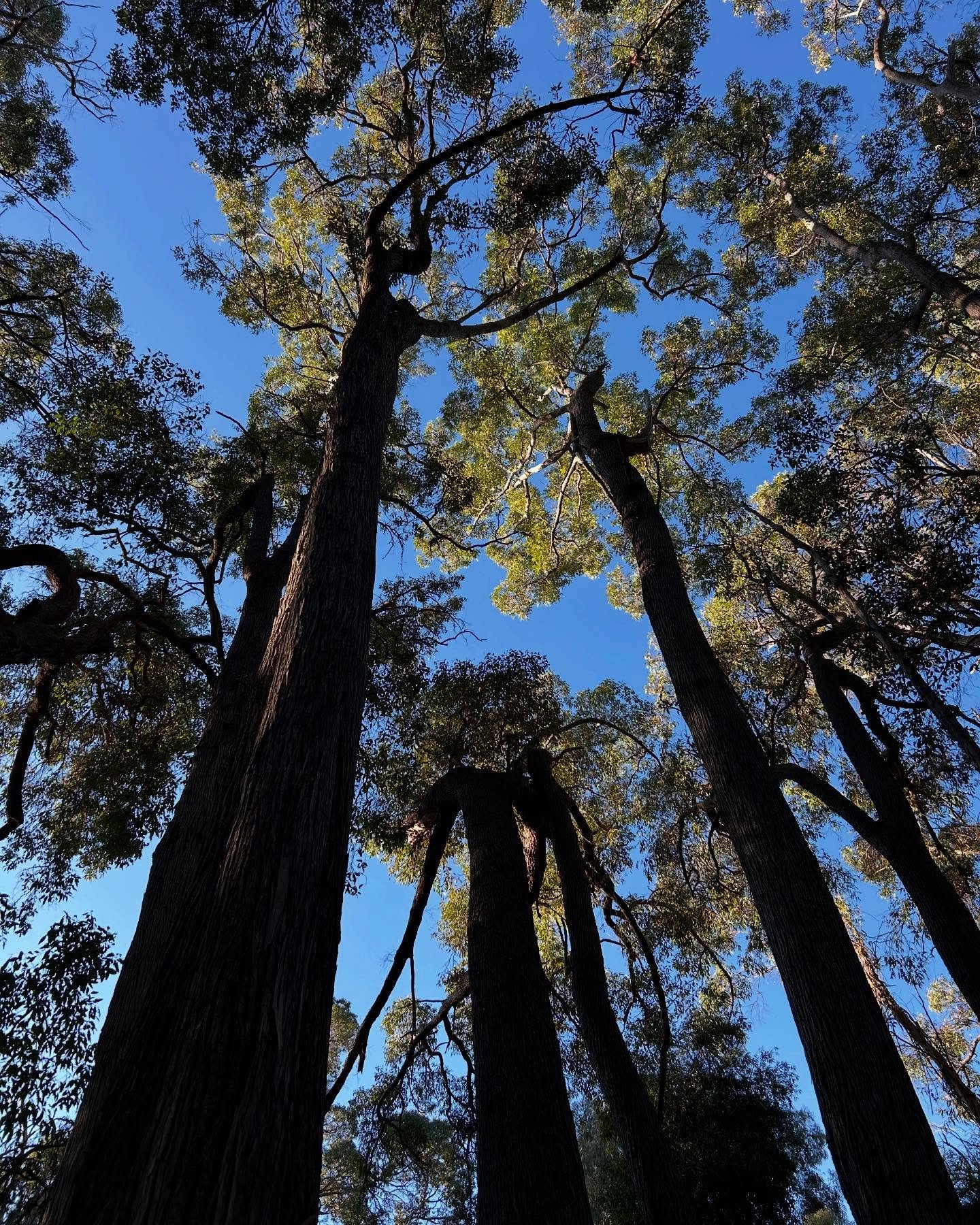 Respect those who have always respected you 🌳
.
.
.
So blessed to live amongst such wisdom 
.
.
.
#bytheoakbotanicalstylist#murrayfarmstayindwellingup #countrystyle #oldforest #tree #significanttrees #countrystylemagazineaustralia #countrywedding #c