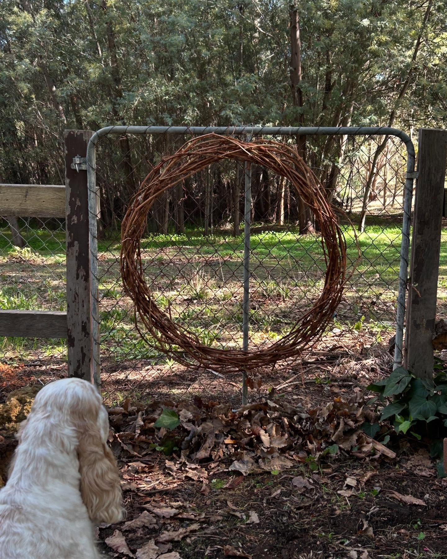 There are wabbits🐰 out there Mum
.
.
.
#bytheoakbotanicalstylist#murrayfarmstayindwellingup #countrystyle #countrystylemagazineaustralia #countrywedding #countrystyle #australiancountrywedding #visitdwellingup #interiordesign #oldsoulobjects #antiqu