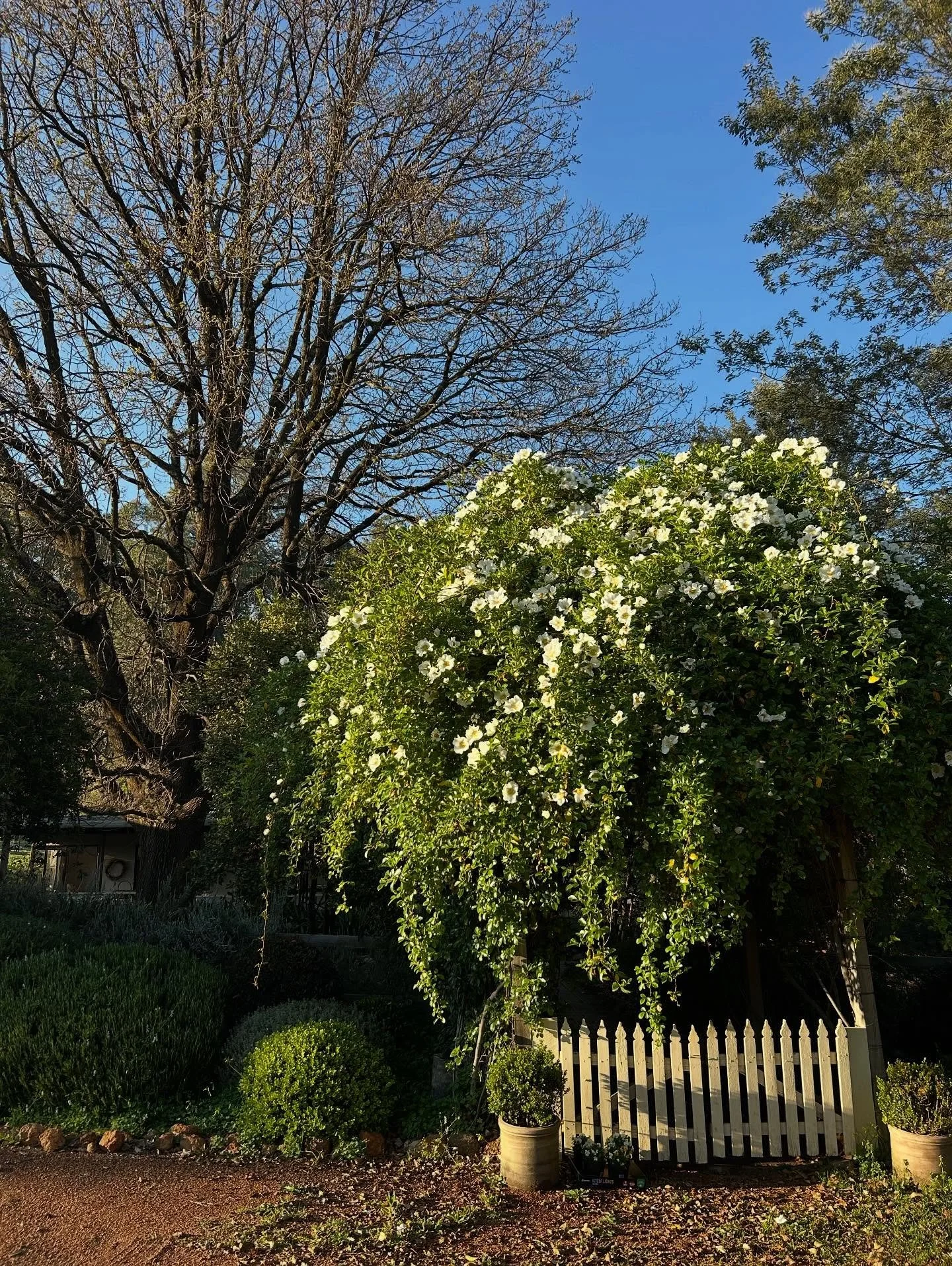 Wooops, this is what happens when you don&rsquo;t prune your rose arbor back in June or July. Oh well, too late now, will have to wait until next year ✂️ 
.
.
.
#bytheoakbotanicalstylist
#murrayfarmstayindwellingup #countrystyle #countrystylemagazine
