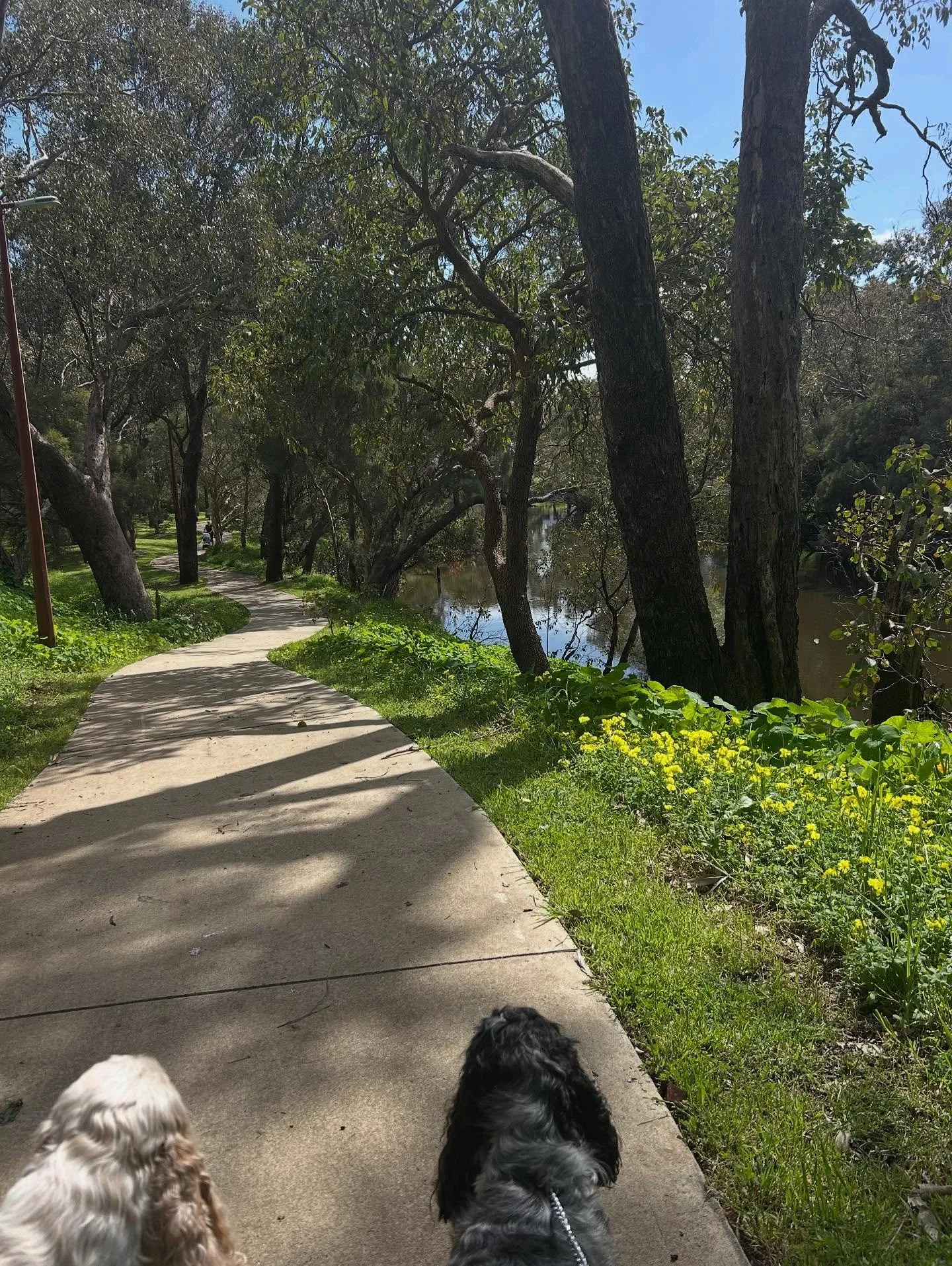 Spring 💛☺️
.
.
.
#bytheoakbotanicalstylist #dogwalking 
#murrayfarmstayindwellingup #countrystyle #countrystylemagazineaustralia #countrywedding #countrystyle #australiancountrywedding #visitdwellingup #interiordesign #oldsoulobjects #antiquelove #c