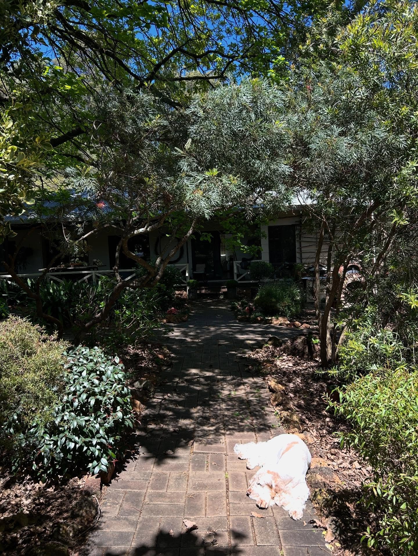 Baxter knows all the best spots in the garden ☺️
.
.
.
#bytheoakbotanicalstylist #countrystylemagazineaustralia #cockerspanielsofinstagram❤️ #englishcockerspaniel 
#murrayfarmstayindwellingup #countrystyle #countrystylemagazineaustralia #countryweddi