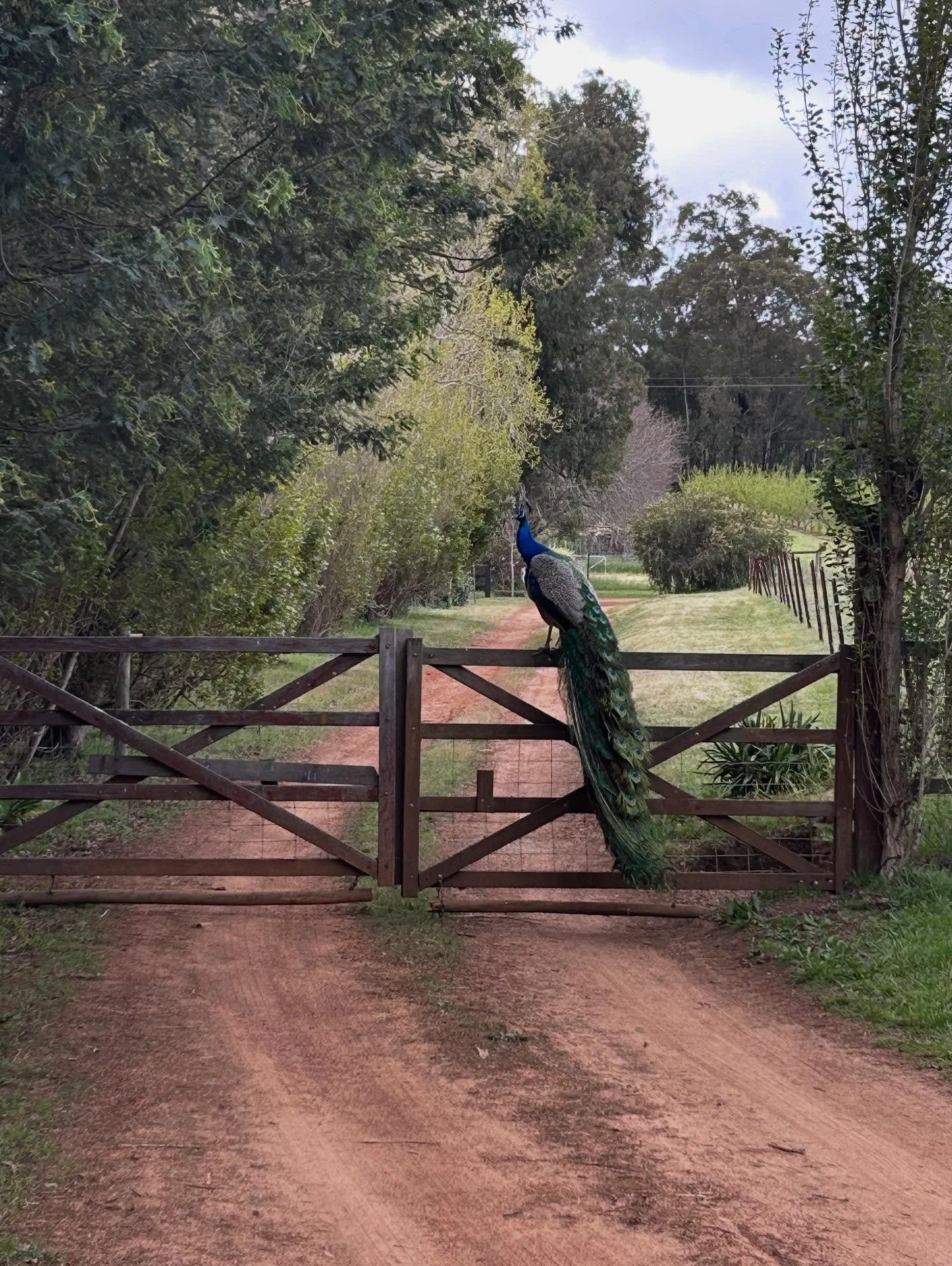 In all his glory ☺️
.
.
.
#bytheoakbotanicalstylist #peacock 
#murrayfarmstayindwellingup #countrystyle #countrystylemagazineaustralia #countrywedding #countrystyle #australiancountrywedding #visitdwellingup #interiordesign #oldsoulobjects #antiquelo