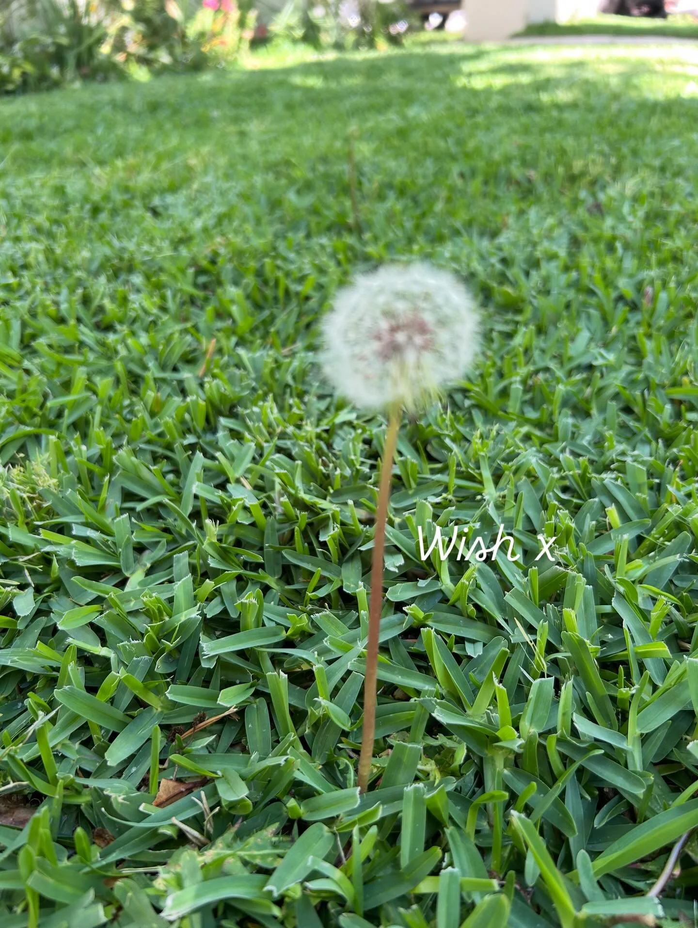 Wish x
.
.
.
#bytheoakbotanicalstylist
#murrayfarmstayindwellingup #countrystyle #countrystylemagazineaustralia #countrywedding #countrystyle #australiancountrywedding #visitdwellingup #interiordesign #oldsoulobjects #antiquelove #collector #faded #s