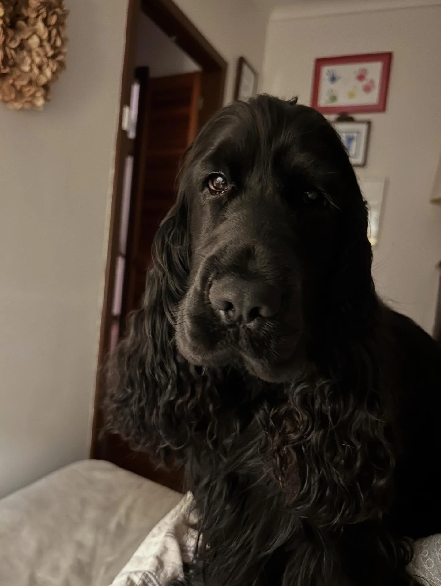 Theo giving his best sorrowful face while asking to get under the covers with me. I&rsquo;m such a push over 🥰
.
.
.
#bytheoakbotanicalstylist #englishcockerspaniel #cockerspaniels #cockerspanielofinstagram 
#murrayfarmstayindwellingup #countrystyle