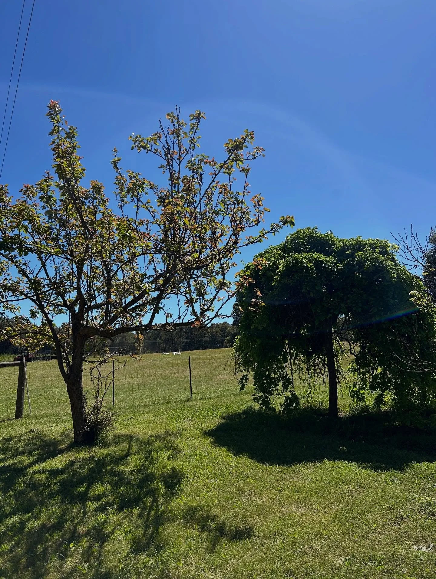 Soon there will be mulberries, Nashi pears and lots more to share with all the birds 🐦 
.
.
.
#bytheoakbotanicalstylist
#murrayfarmstayindwellingup #countrystyle #countrystylemagazineaustralia #countrywedding #countrystyle #australiancountrywedding 