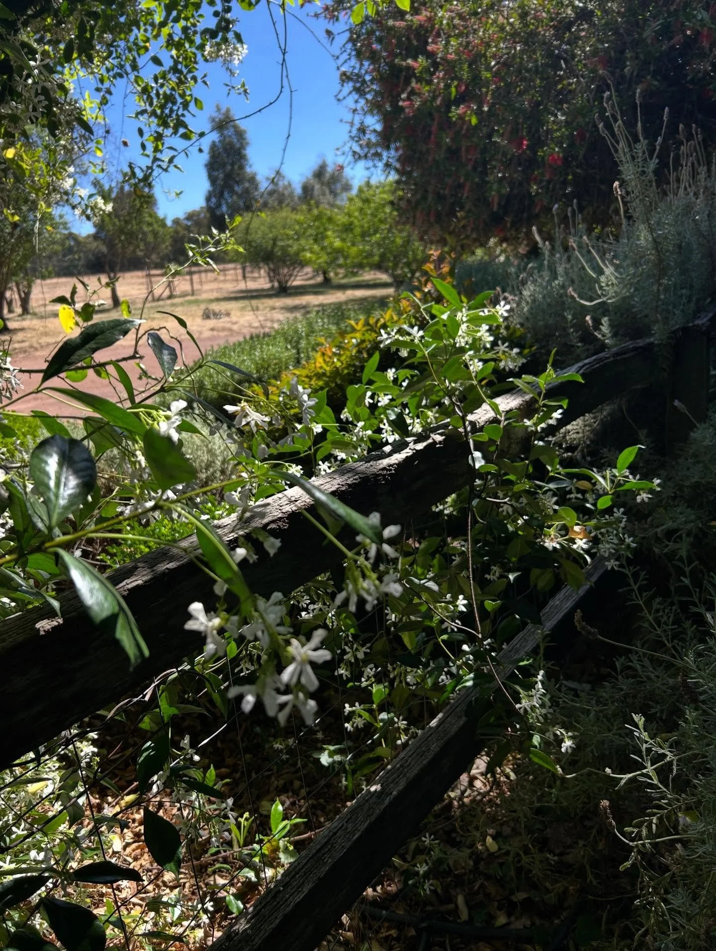 Love my garden and the very hungry caterpillars 🐛 
.
.
.
#bytheoakbotanicalstylist #lovemygarden #gardening 
#murrayfarmstayindwellingup #countrystyle #countrystylemagazineaustralia #countrywedding #countrystyle #australiancountrywedding #visitdwell