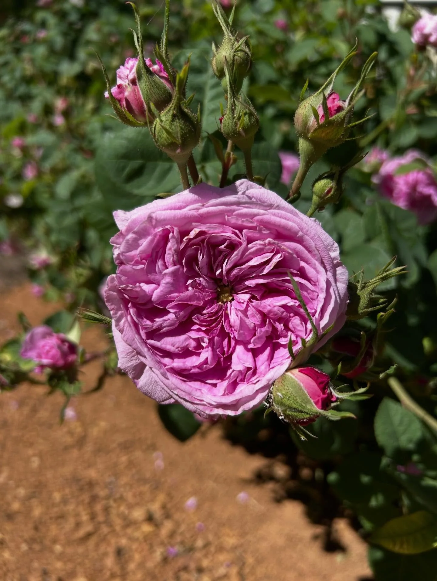 Second flush for the season 🩷 Loving this heat, unlike me but I must admit that the mornings and evenings are beautiful ☀️