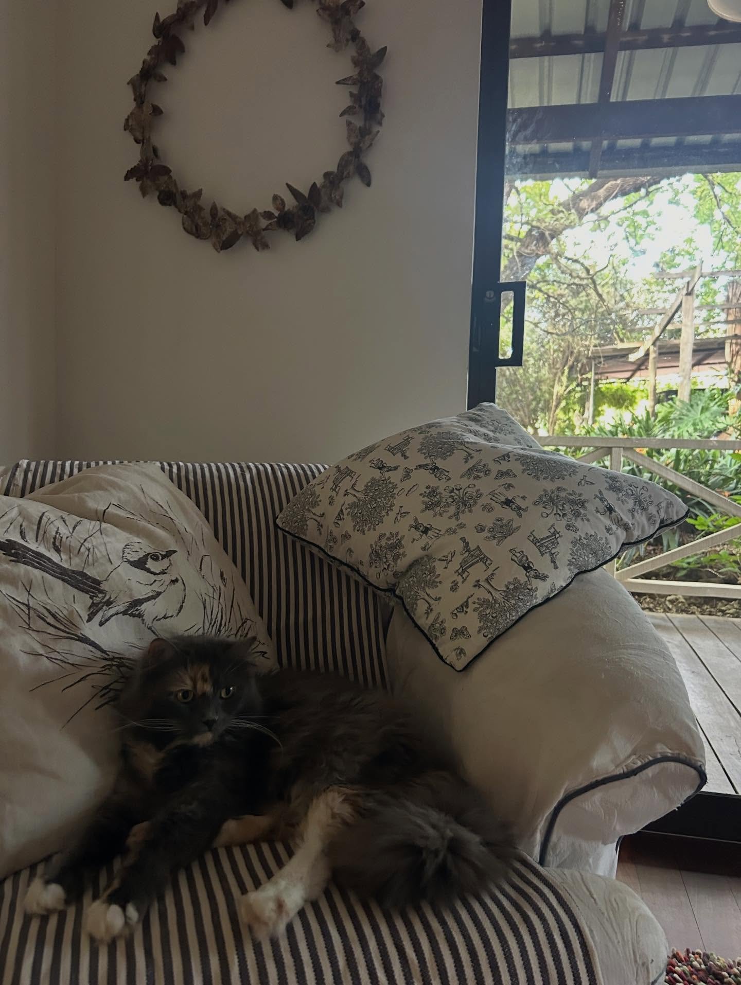 No guessing why we call Abby &ldquo;Dolly Mog&rdquo; with those long rag doll legs. Mog meaning a cat of nonspecific breed. We have no idea of the back story of our little rescues Abby and Gus but we are very lucky to have them in our lives 💛