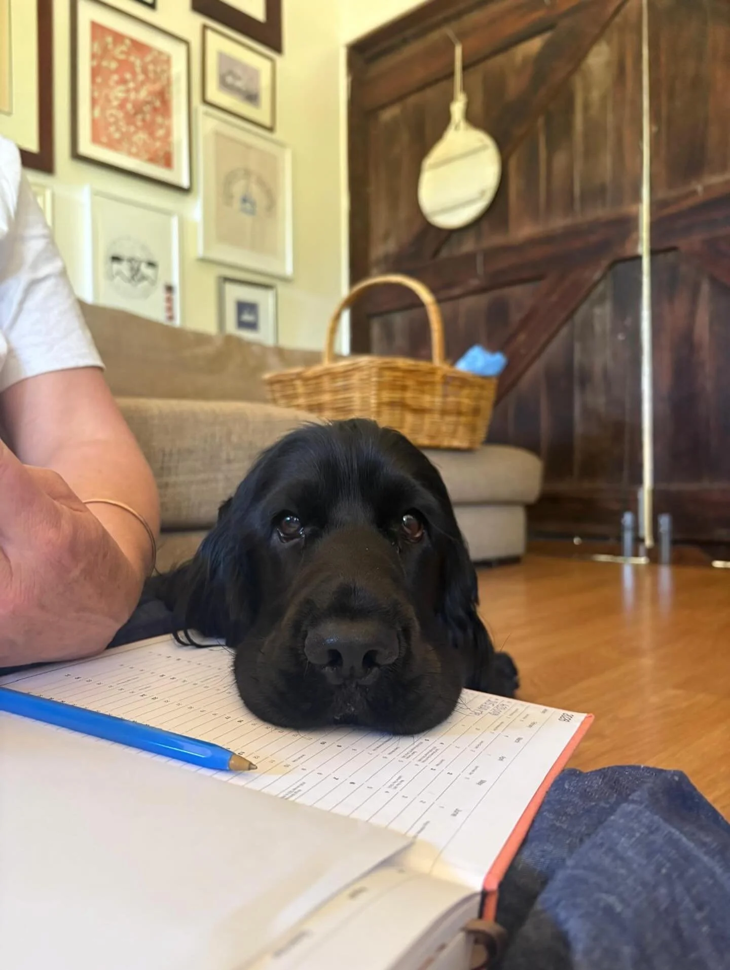 Theo trying to boycott my grooming appointments so I can stay home and pamper him instead 🥺 

#bytheoakbotanicalstylist #englishcockerspaniel #cockerspanielsofinstagram❤️ #showcockerspanielsofinstagram
