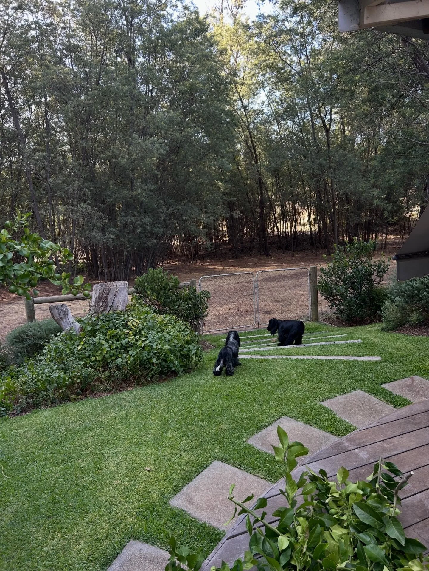 Lucky puppies 🥰
.
.
.
#cockerspaniels #cockerspanielofinstagram❤️❤️ #englishcockerspaniel #spaniel