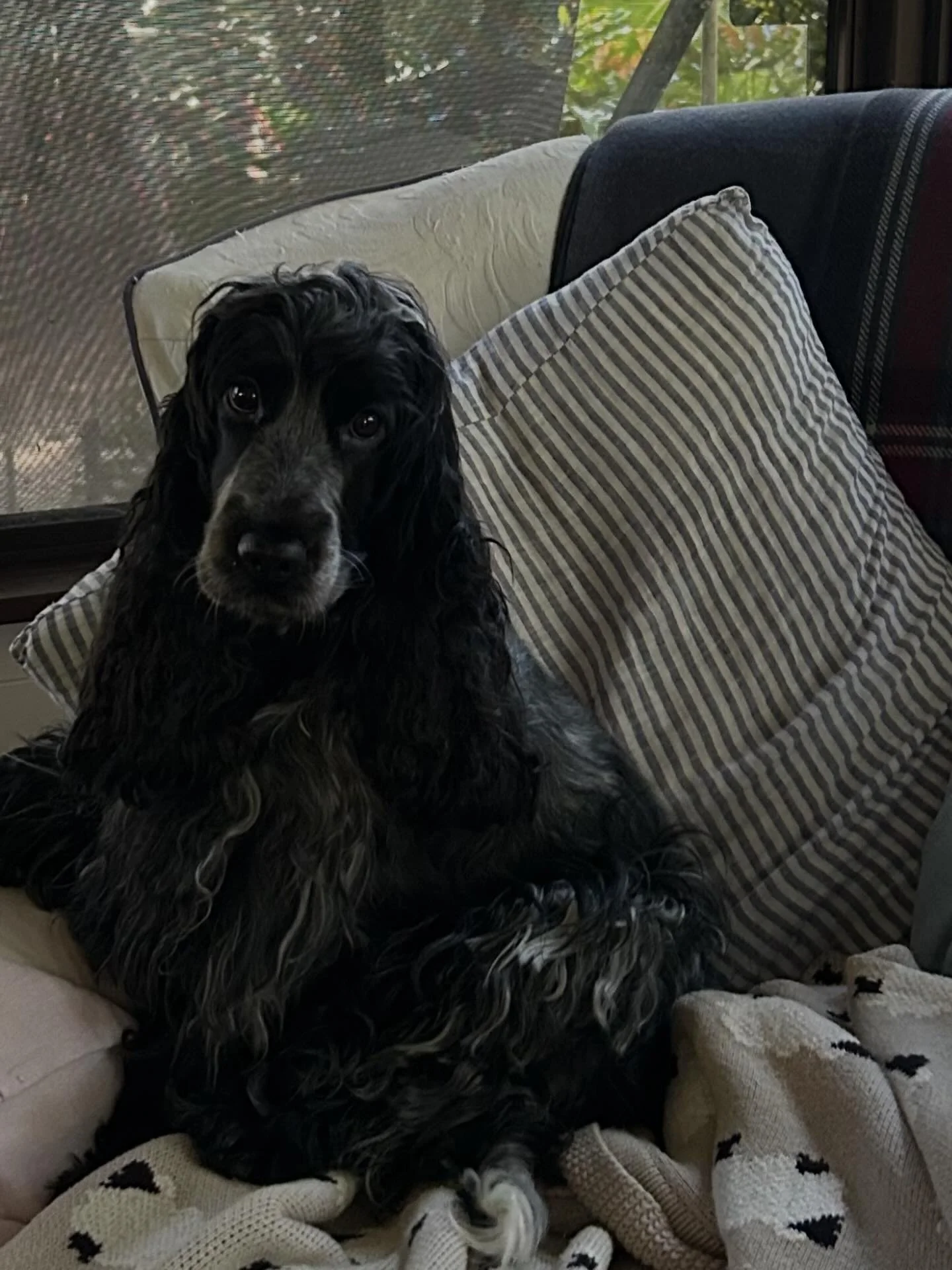 My beautiful girl 🥰
.
.
.
#Englishcockerspanielsofinstagram #cockerspaniels #blueroan