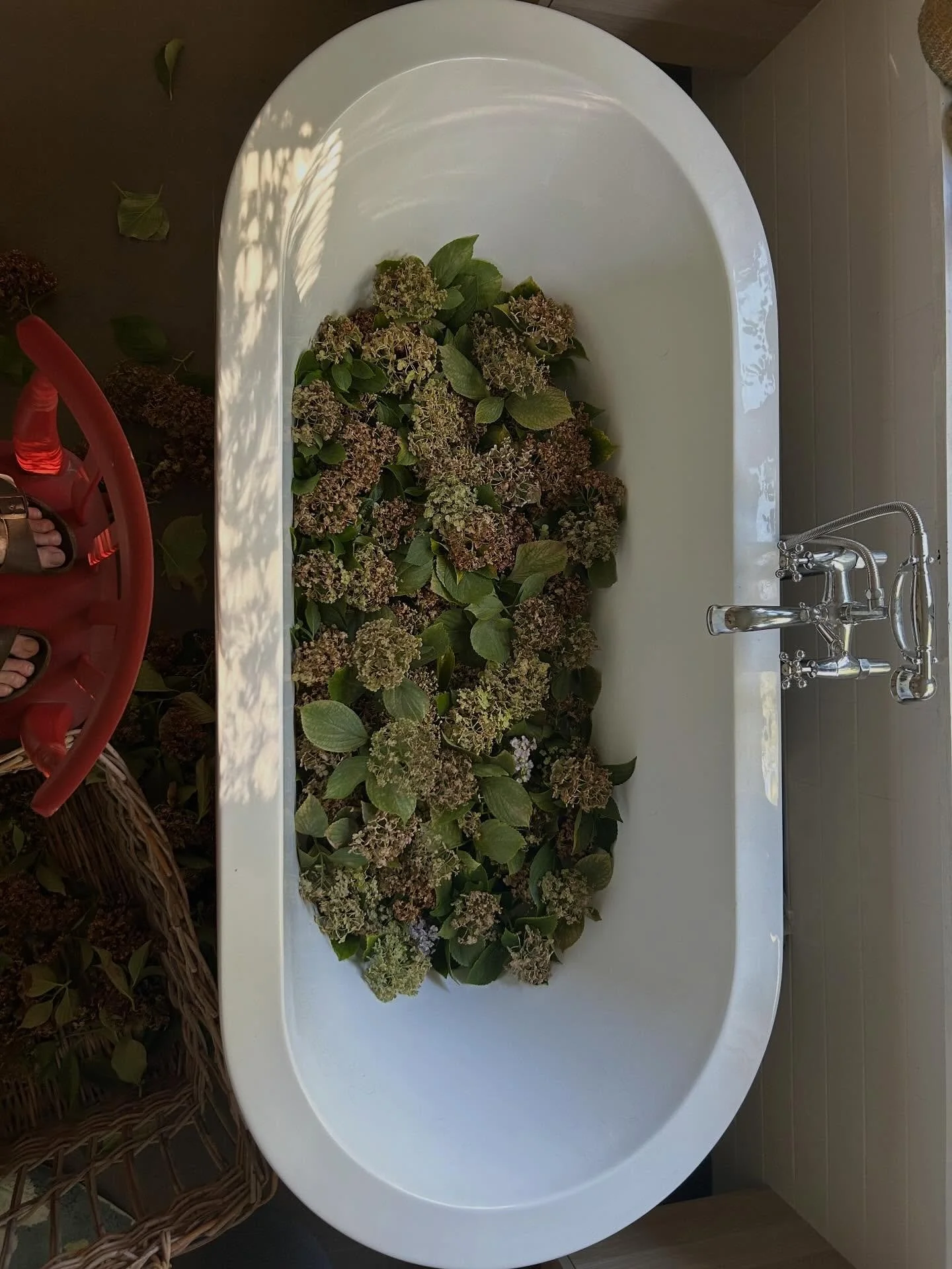 Botanical Styling prep. Making the most of what I&rsquo;ve got 🍂 
.
.
.
#countrybathroom #bathtubs #hydrangea