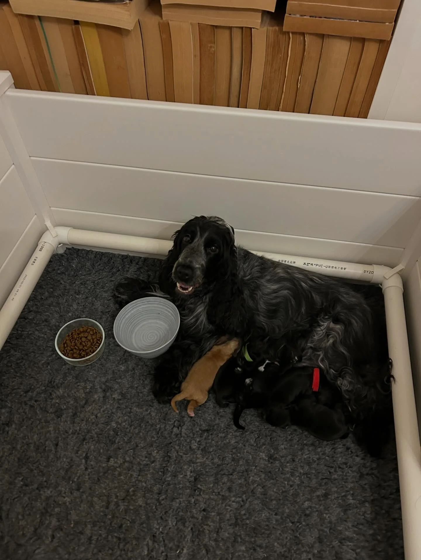 And &hellip;&hellip;. Kaput 😴 
.
.
.
Watching Mabel and her little miracles non stop for the past four days and nights. We are all a bit tired. Five babies, you are amazing Mabel-Lou 🩷🩷🩷🩷💛
.
.
.
#cocker #englishcockerspaniels #loveisacockerspan