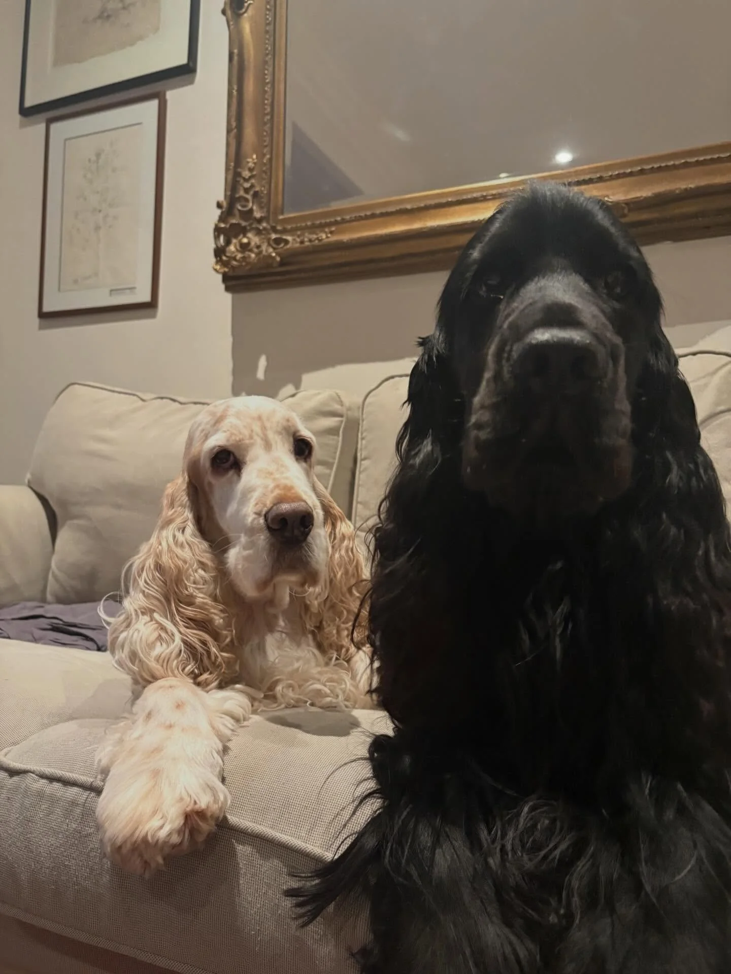 Before anymore puppy spam, let it be known that Uncle Baxter and Father Theo are not missing out and are making the most of their extra bonding time while Mabel-Lou and her babies are outta bounds 🥰
.
.
.
#bestbuddies #boytime #cockerspanielsofinsta