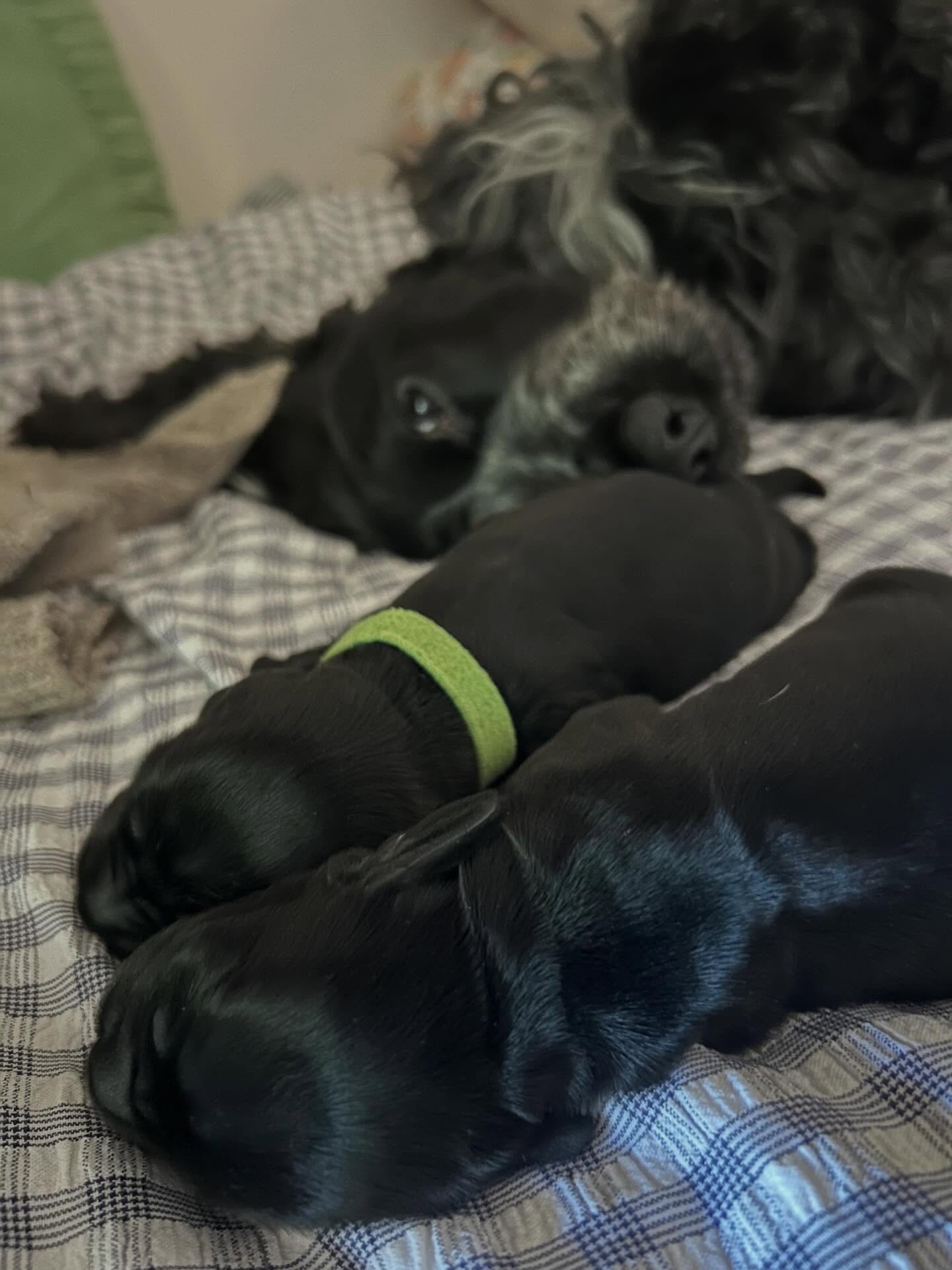 Mabel and Theo&rsquo;s little black puddings. They have been blessed with Theo&rsquo;s stunning long silky black coat. These girls are set for the super model runway for sure 🖤 🖤 🖤 🖤 💛
.
.
.
#englishcockerspaniel #blackcockerspaniel #puppies