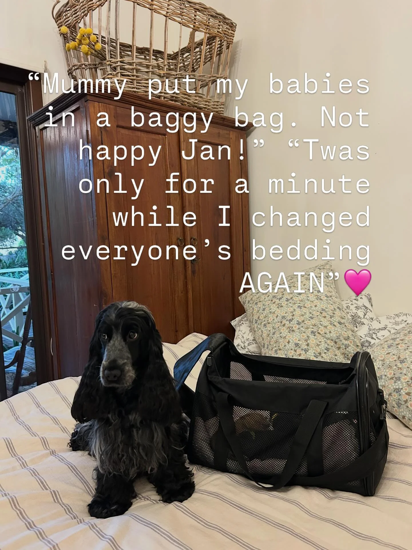 A never ending cycle 🩷🩷🩷🩷💛
.
.
.
#cockerspanielcuties #englishcockerspaniels #spaniel