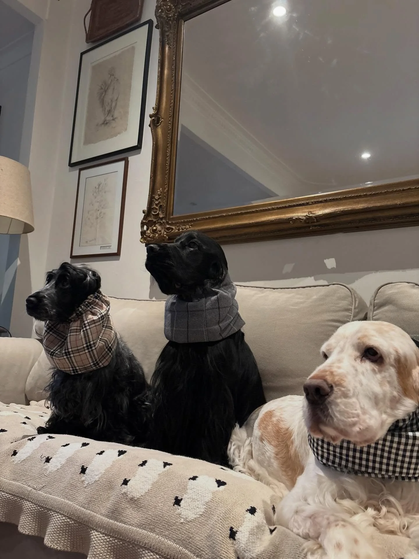 Snoods on!  Over 91mm of rain on the weekend in Dwellingup. Our poor peacock was drenched from perching in his usual tree all night 🦚 

Soggy doggos but at least their fabulous ears stayed dry and Mabel&rsquo;s weren&rsquo;t dipping in puppy poo 💩 