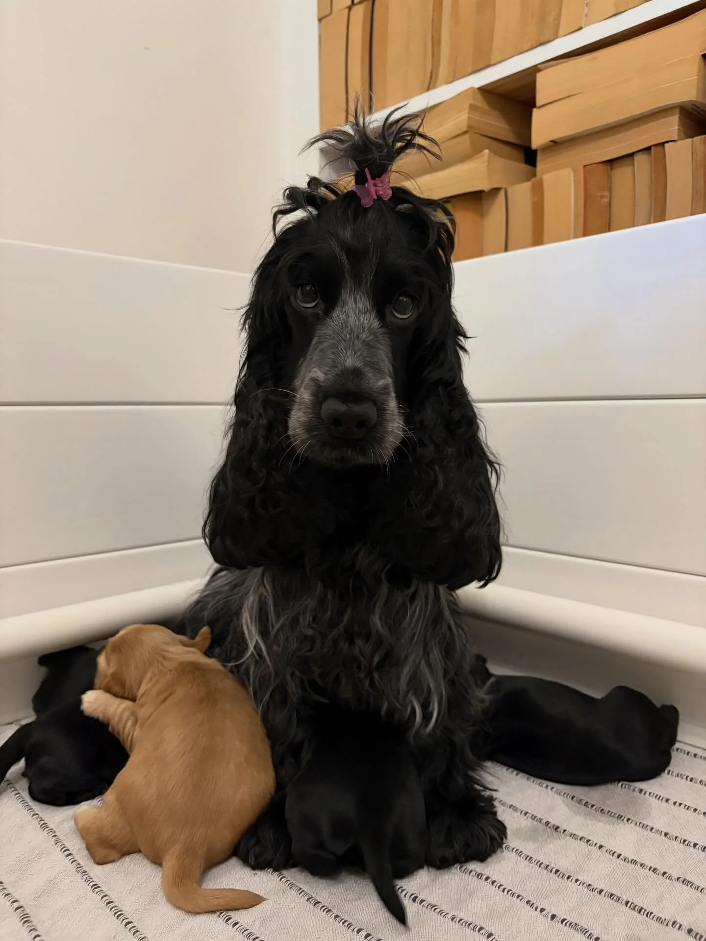 GOOD MORNING! My beautiful Mabel-Lou 🩷 We&rsquo;ve pulled another all-nighter together and she doesn&rsquo;t miss a beat. So precious and I&rsquo;m so proud of the wonderful mother she is ☺️
.
.
.
#englishcockerspaniel #cocker #ilovemydog