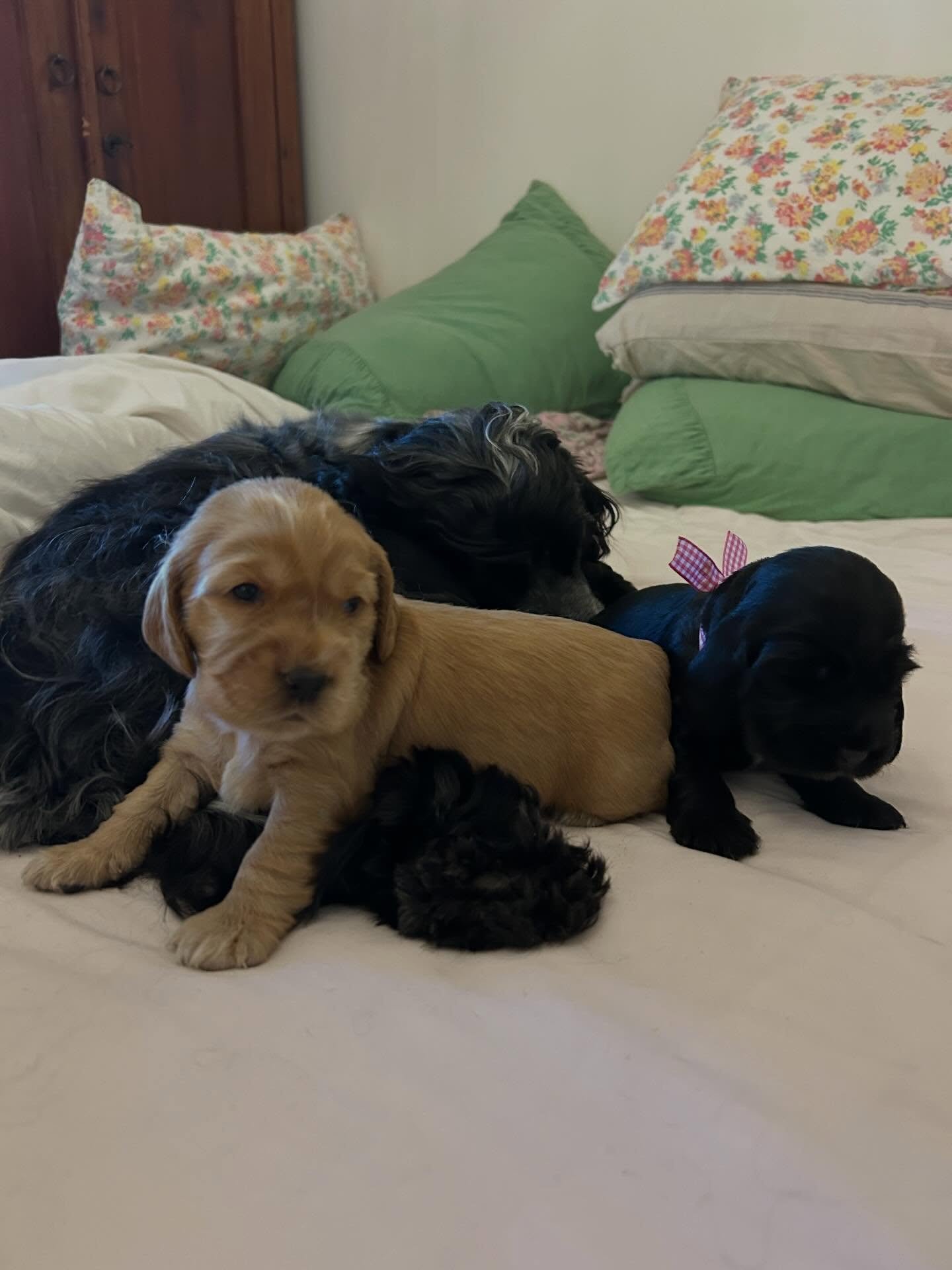 It&rsquo;s getting a little crowded at Mabel&rsquo;s Mini Bar 🩷🩷🩷🩷💛
.
.
.
#ilovemycockerspaniel #cockerspanielsofig #puppies