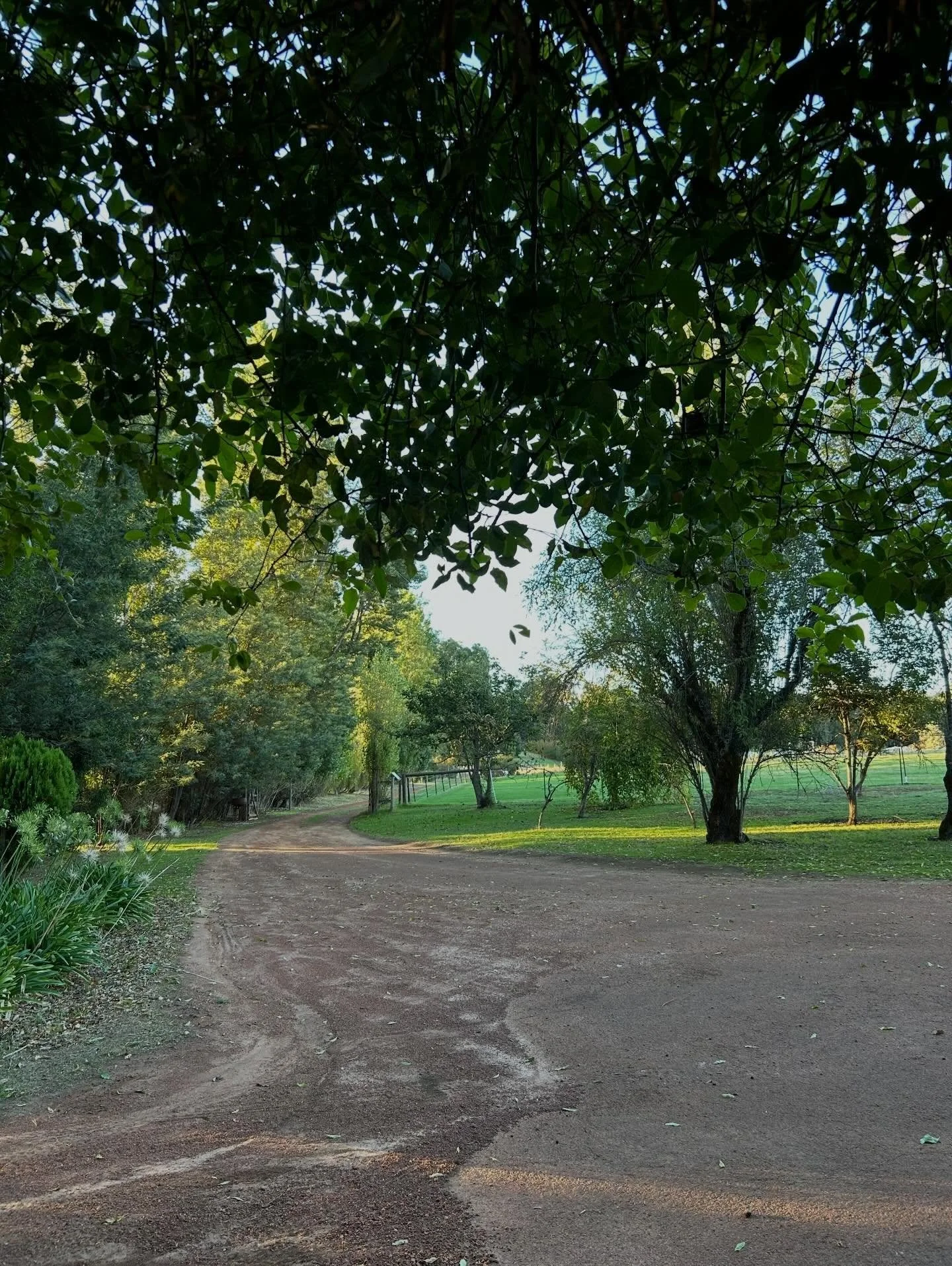 Not complaining about being housebound with the puppies. 🌳 🌳 🌳 🌳 🌲🌲🌲🌲🌳🌳🌳🌳🌲🌲🌲🌲🌳🌳🌳
Just one week after the first rain of the season and everything is green once more. I haven&rsquo;t ventured further than the front and back garden an