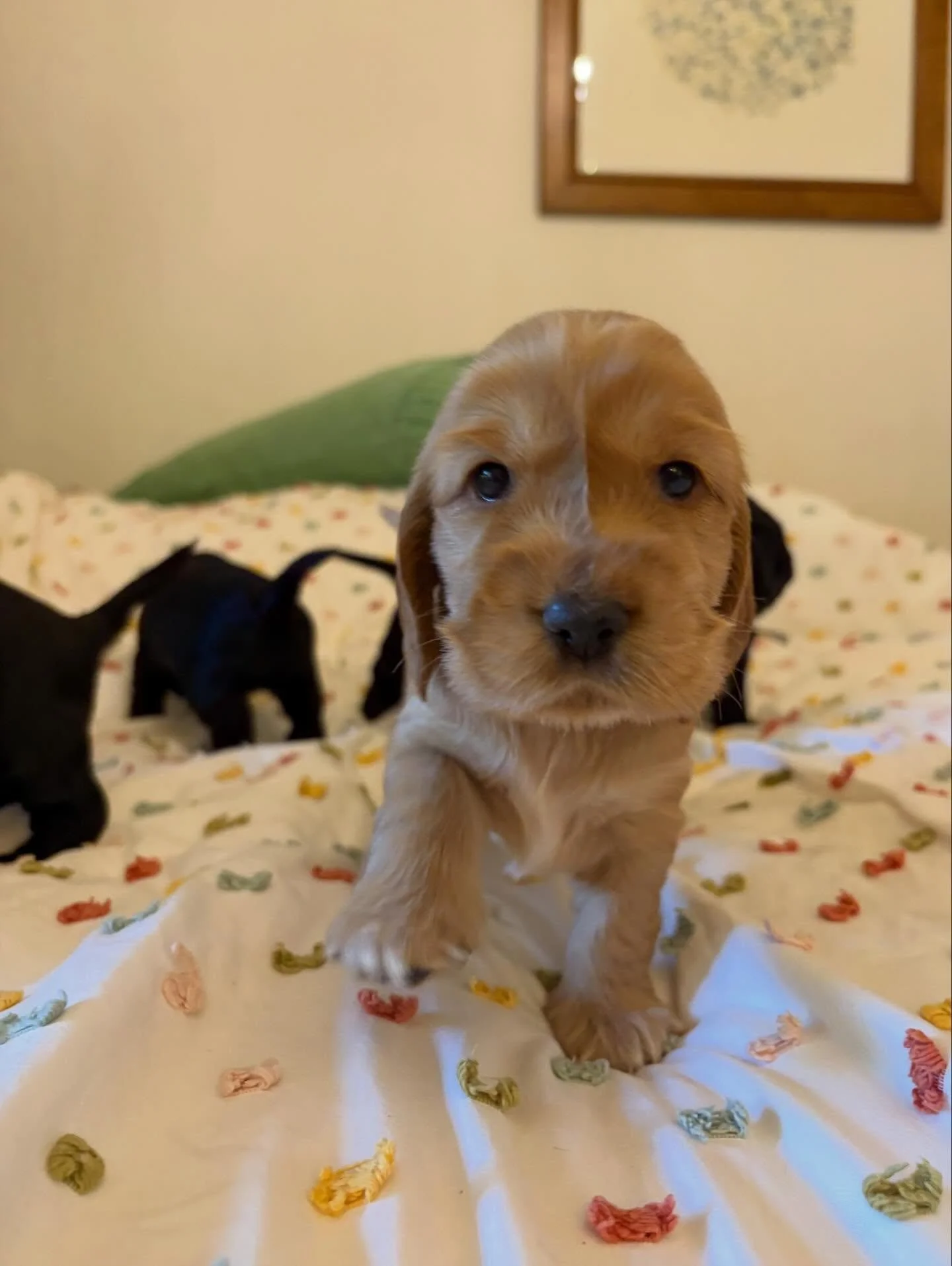 I have been spending a lot of time watching and playing with these little girls, (as have my girls) and thinking about the precious souls Mabel and Theo have brought into this world. 

Maybe a childhood dream fulfilled, maybe a future therapy dog?  W