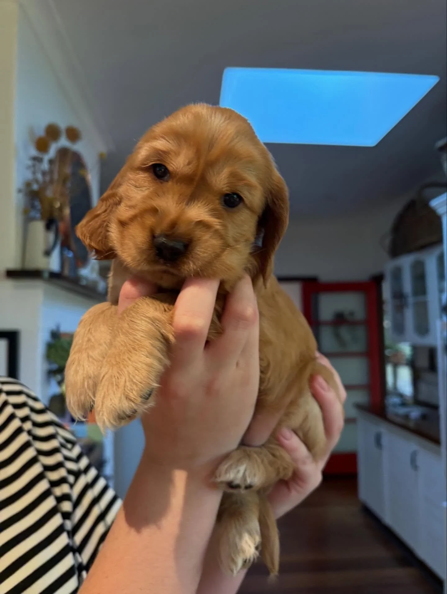 Little four week old squishy faces 🖤🖤🖤🖤💛 It has been a very busy week. Tomorrow they will be five weeks old already, they are growing so fast ☺️
.
.
.
#cockerspaniellovers #blackcockerspaniels #spanielpuppies