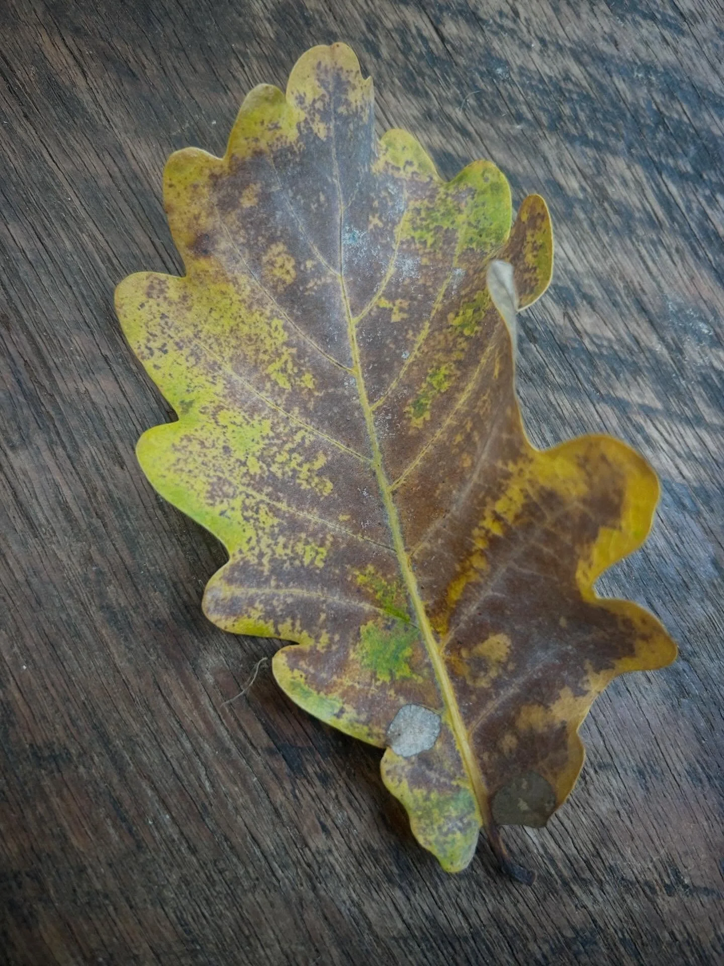 Chilly autumn days are setting in as the oak leaves begin to fall and Baxter (Prince of the Pillows) stays warm and cozy. 
.
.
.
&ldquo;Who are these milky faced children and why are they calling me Uncle Baxter?&rdquo; 😳😳😳
.
.
.
Puppy piles are a