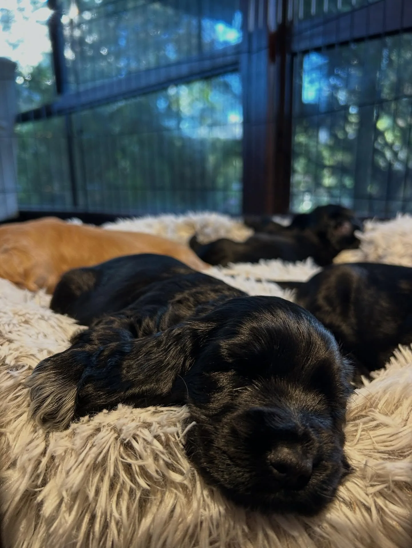 If only I&rsquo;d known 😴 💤 🛌 They instantly went to sleep 😃🩷🩷🩷🩷💛
.
.
.
@snooza_pet_products 
#snoozapets 
.
.
.
I&rsquo;ve never had one of these beds before. They are soooo comfy. Australian owned and manufactured 👍🏻