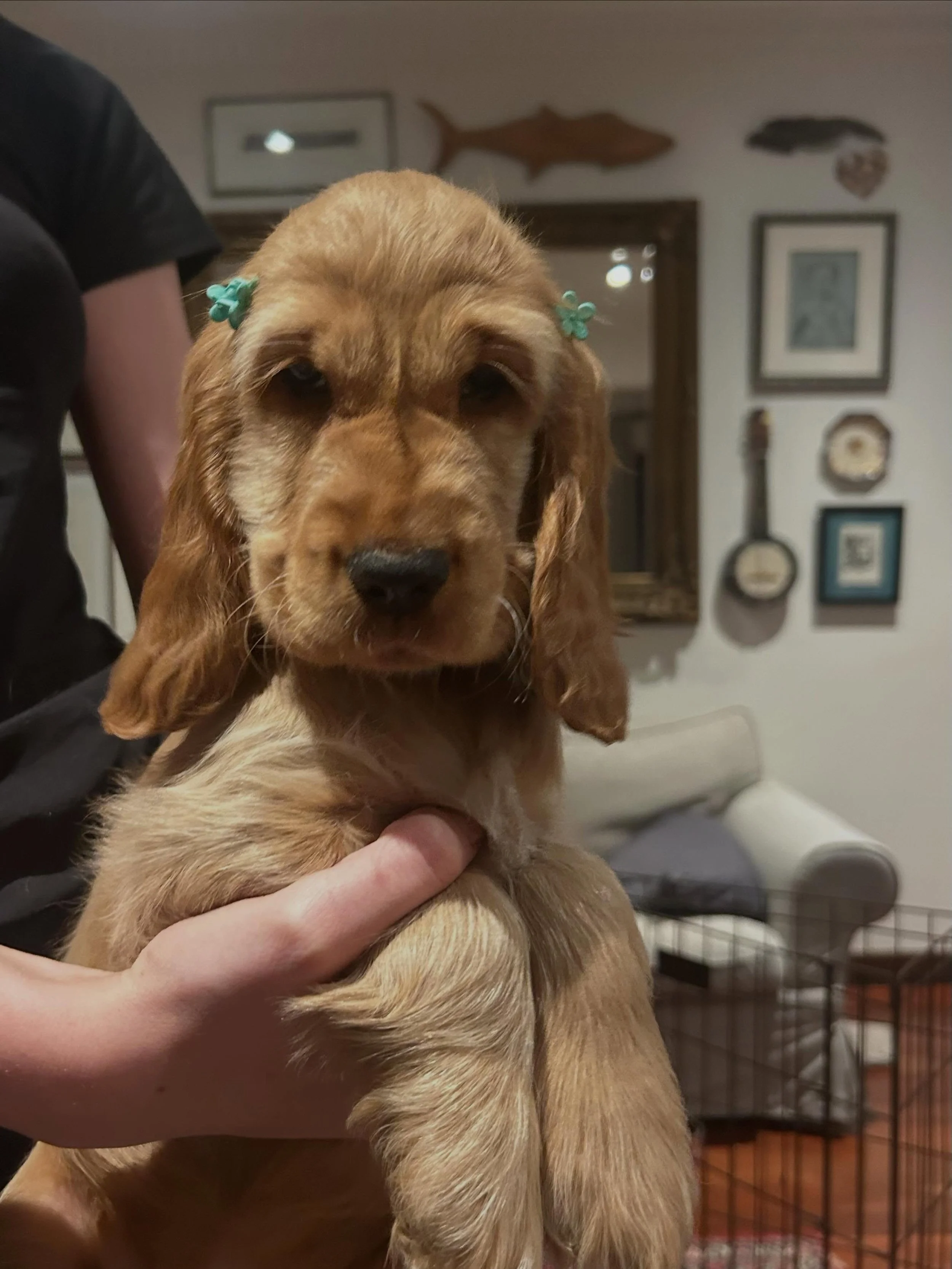 One day in May&hellip;, all her sisters moved away
With trailing pink ribbons 🎀, and new hearts to fill
The little Black Puddings, made their way down the hill

From their home By The Oak 🌳, full of love and protection
These little puppies were qui