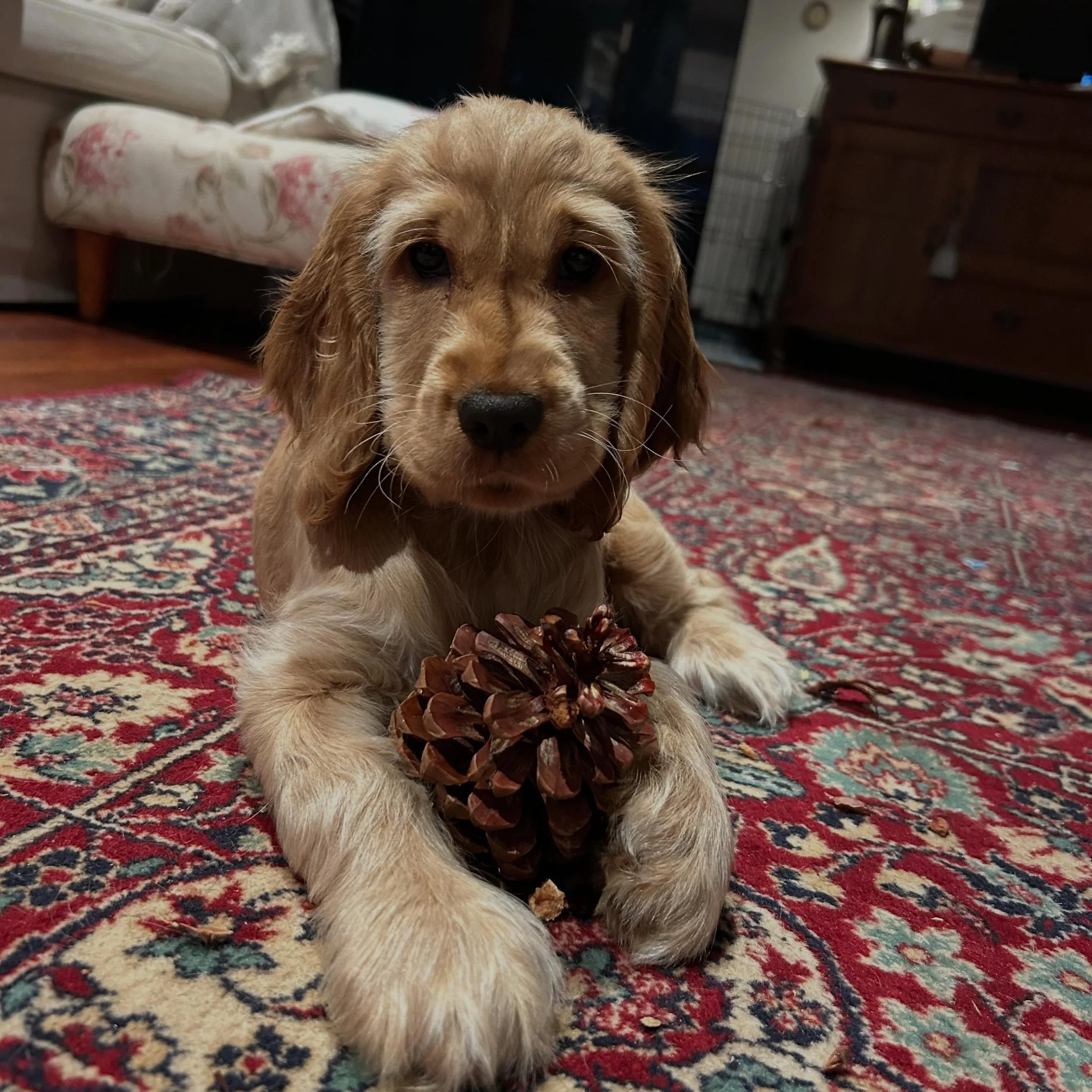 So similar to our Griffin. She does because he did 💛
She also has selective hearing just like Griffin and a little bit of his stubborn streak coming through. 
So confident and sure of herself. Of course this golden girl needed to stay with us, she h